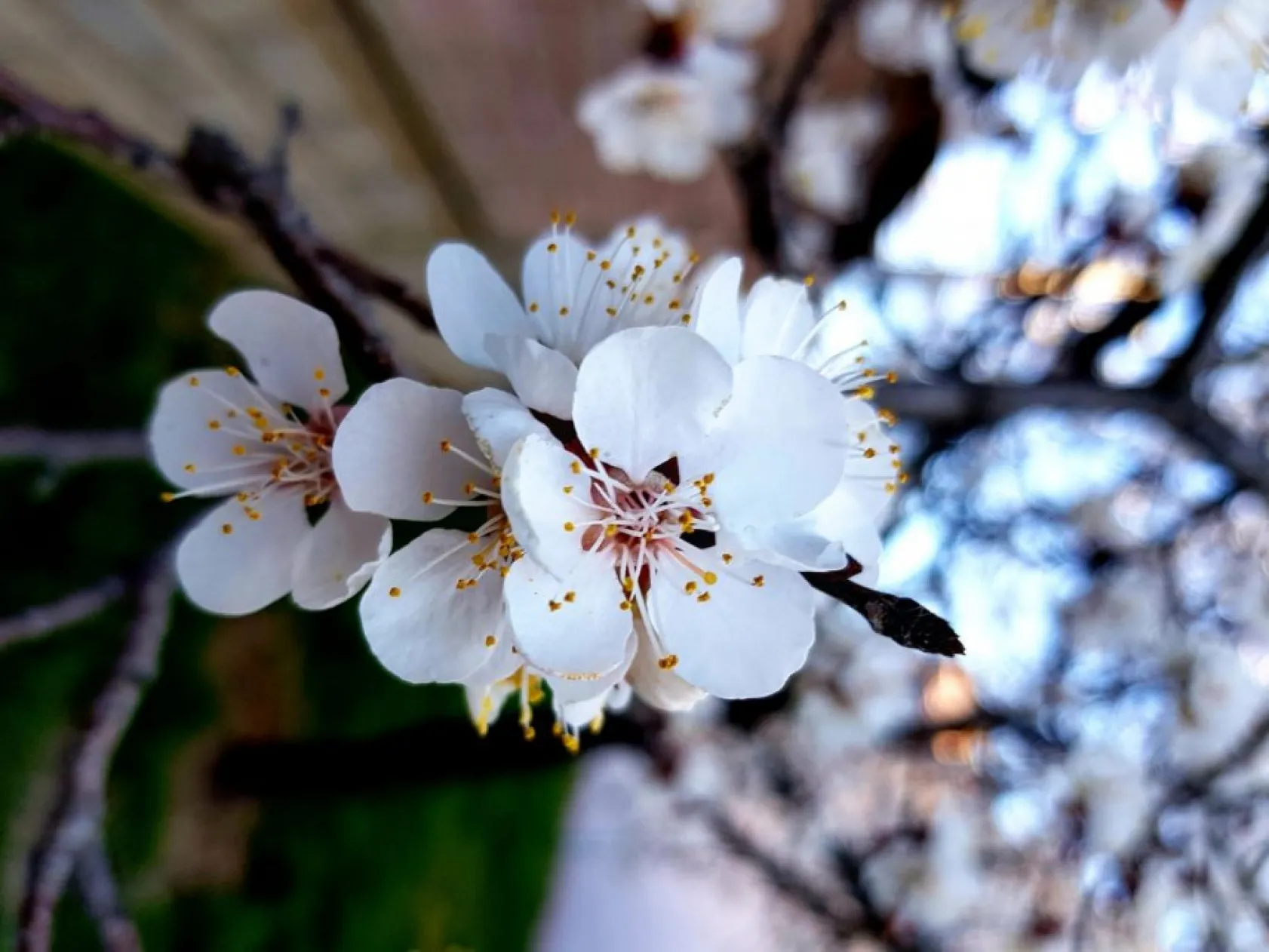 Erciyes'in florasından baharın güzellikleri