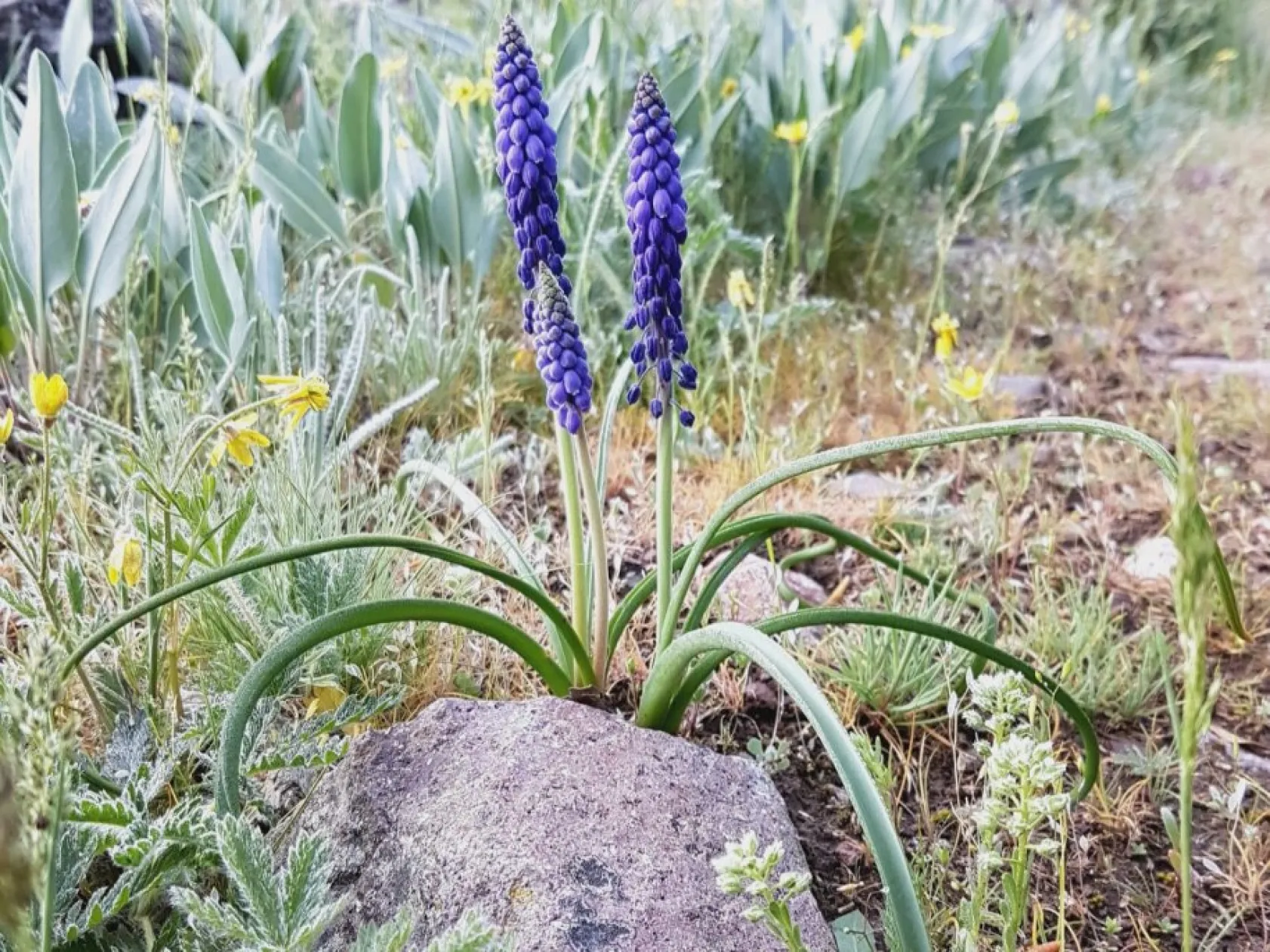 Erciyes'in florasından baharın güzellikleri