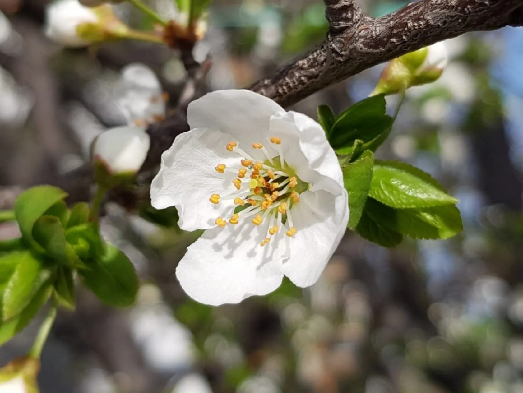 Erciyes'in florasından baharın güzellikleri