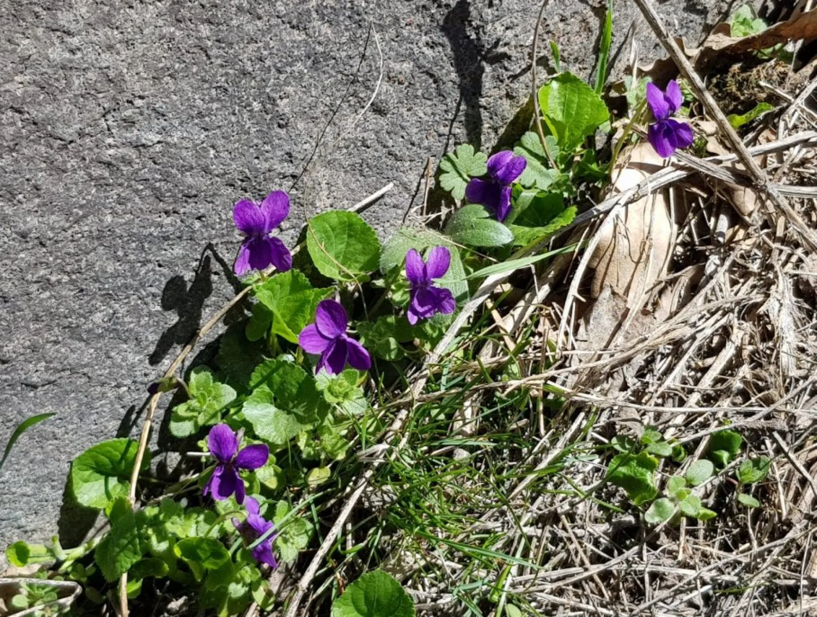 Baharın güzellikleri