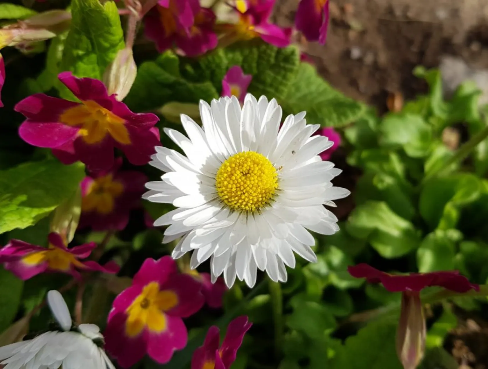 Baharın güzellikleri