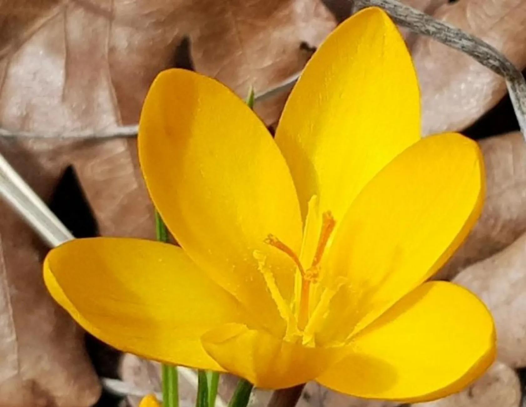 Erciyes'in Lifos eteklerinden muhteşem çiğdemler