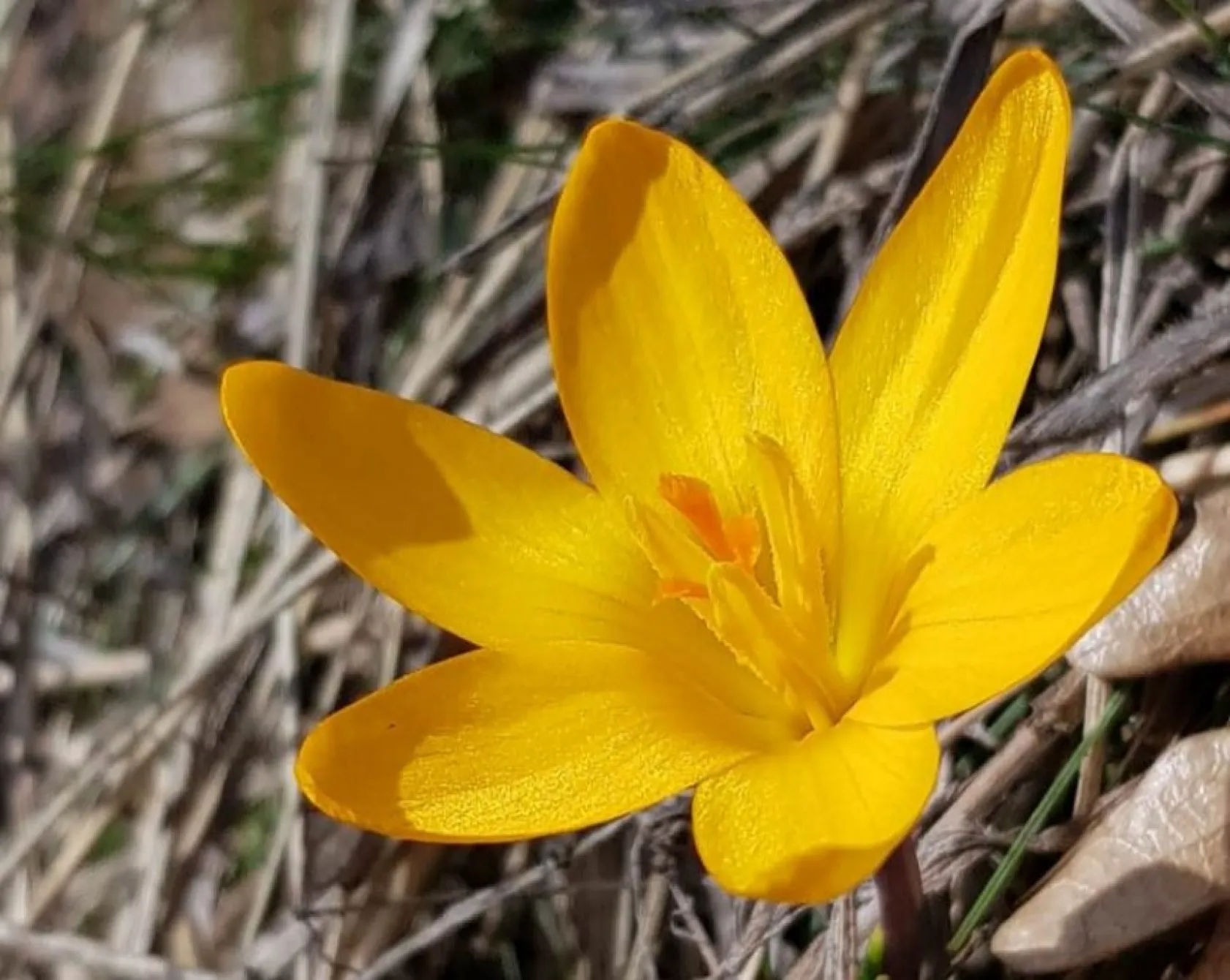 Erciyes'in Lifos eteklerinden muhteşem çiğdemler