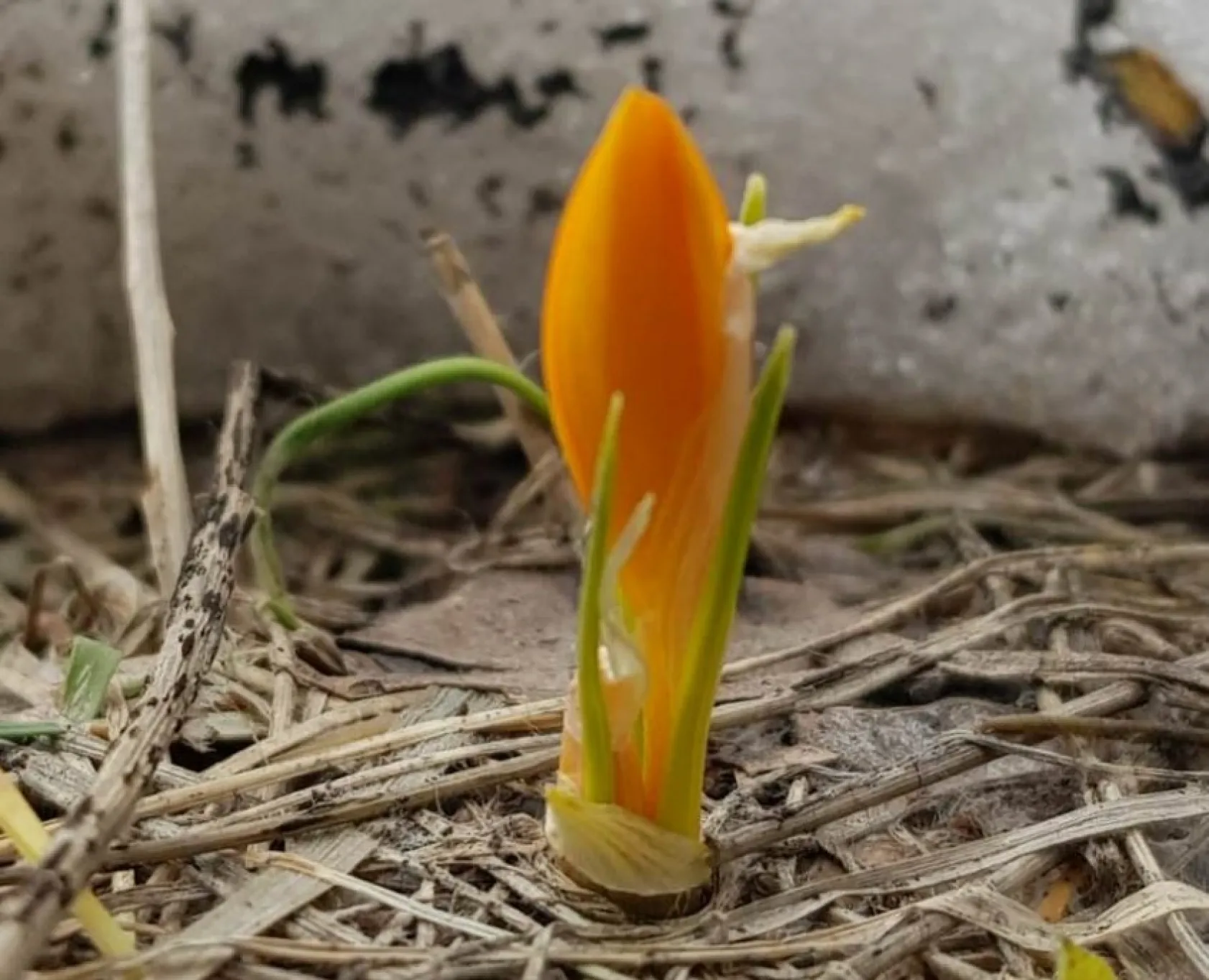 Erciyes'in Lifos eteklerinden muhteşem çiğdemler
