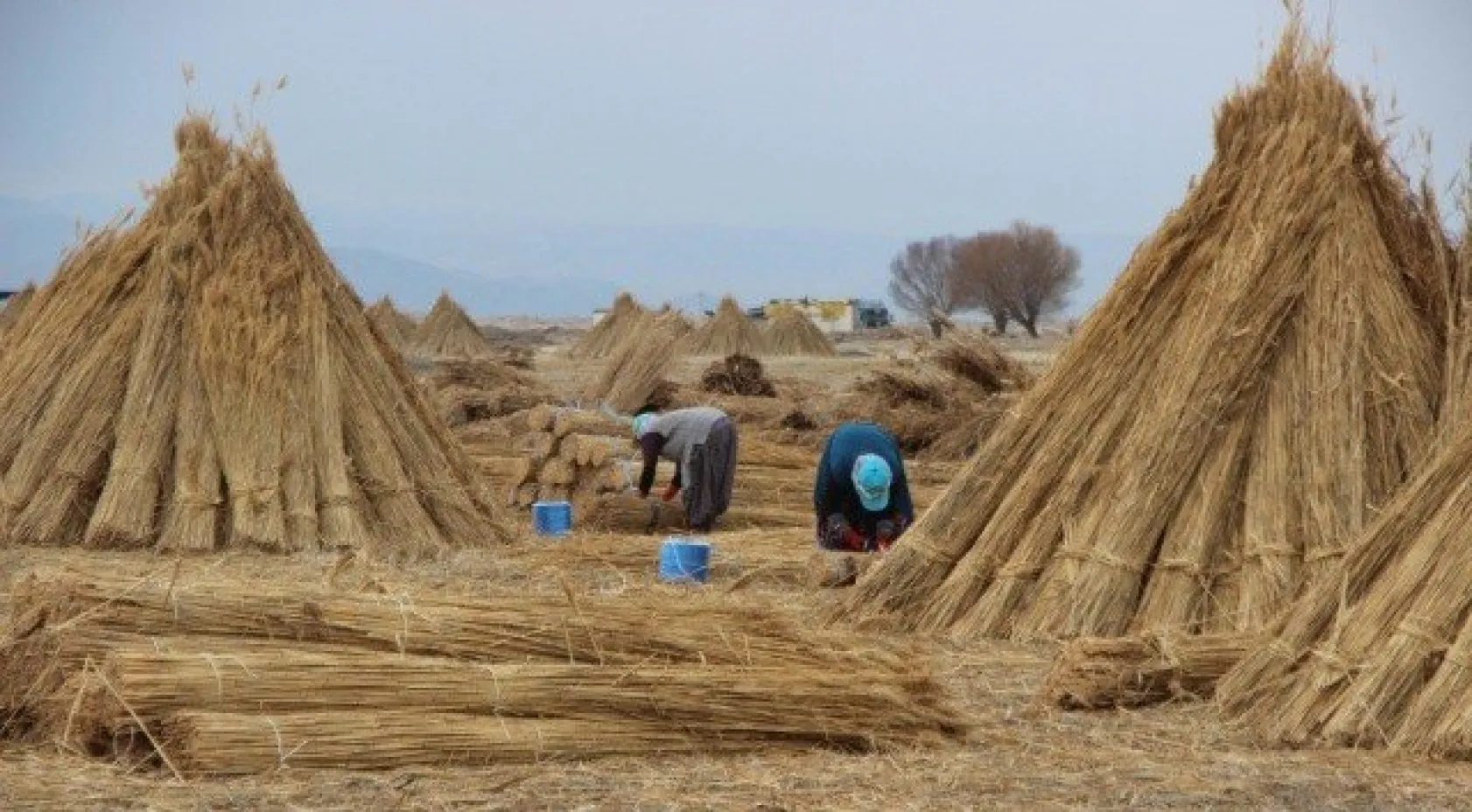 Sultan Sazlığı'ndaki Kamış Hasadına Kuraklık Darbesi