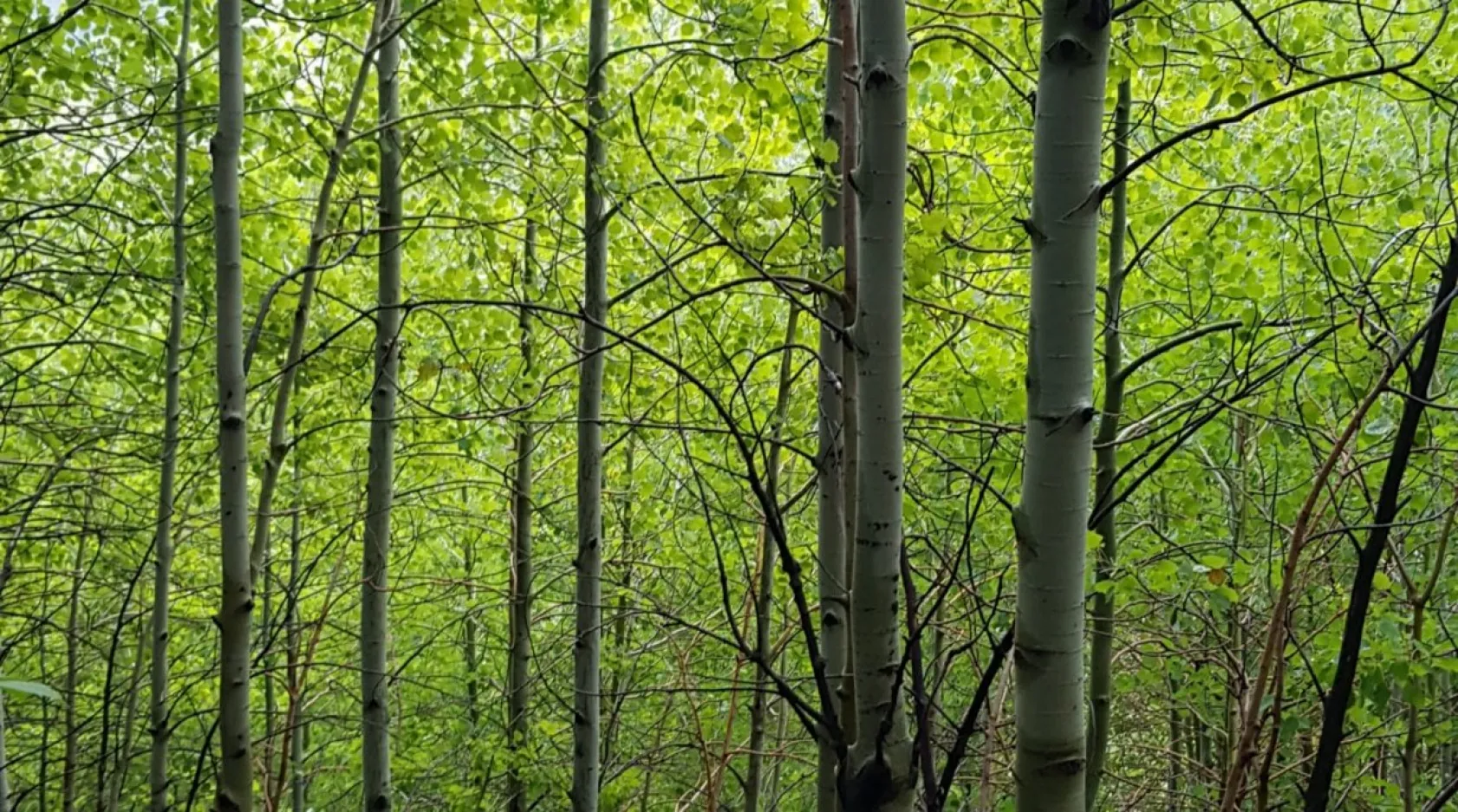 Doğa yürüyüşçüsü gözüyle Kayseri