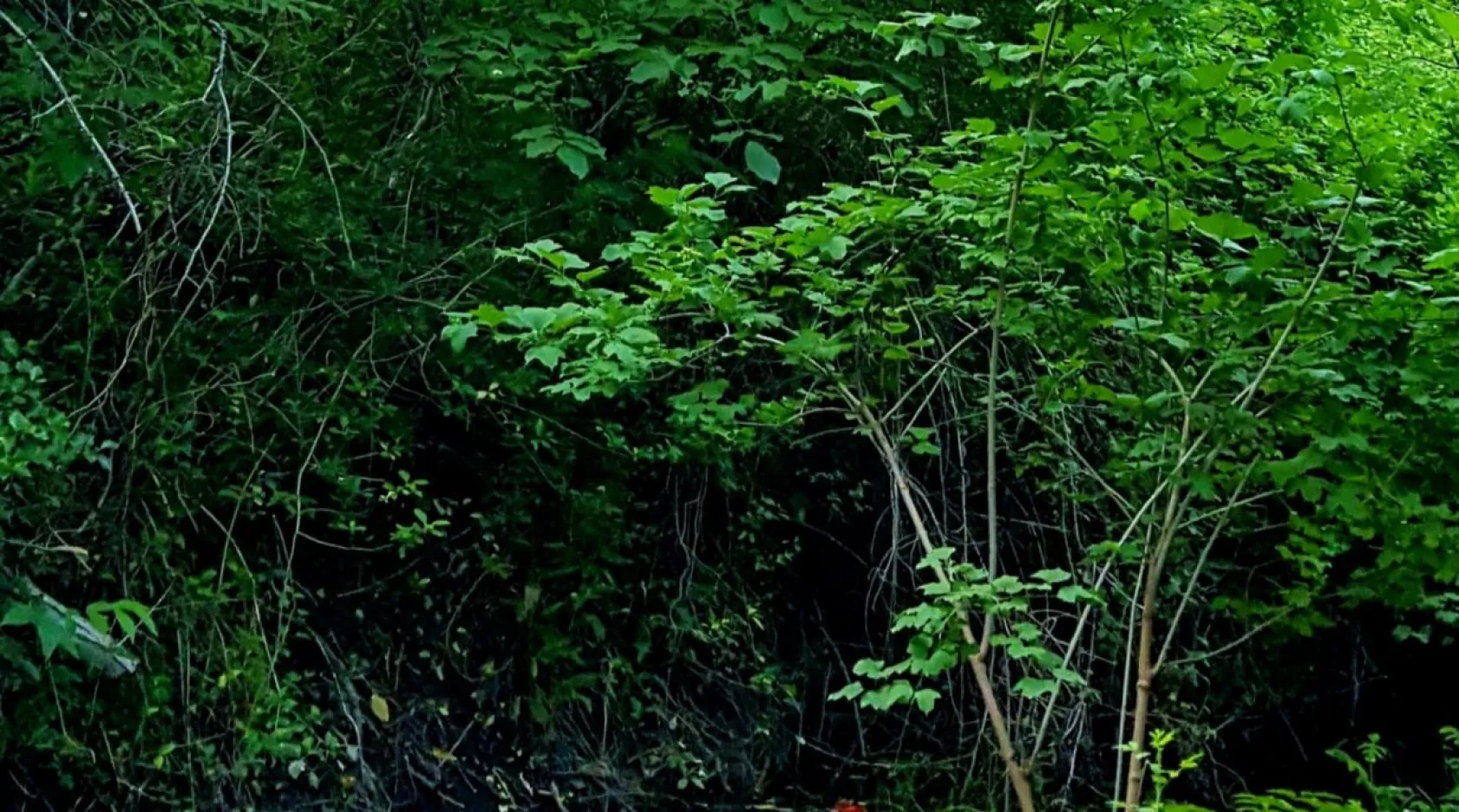 Koramaz Vadisi'nin doğal güzellikleri