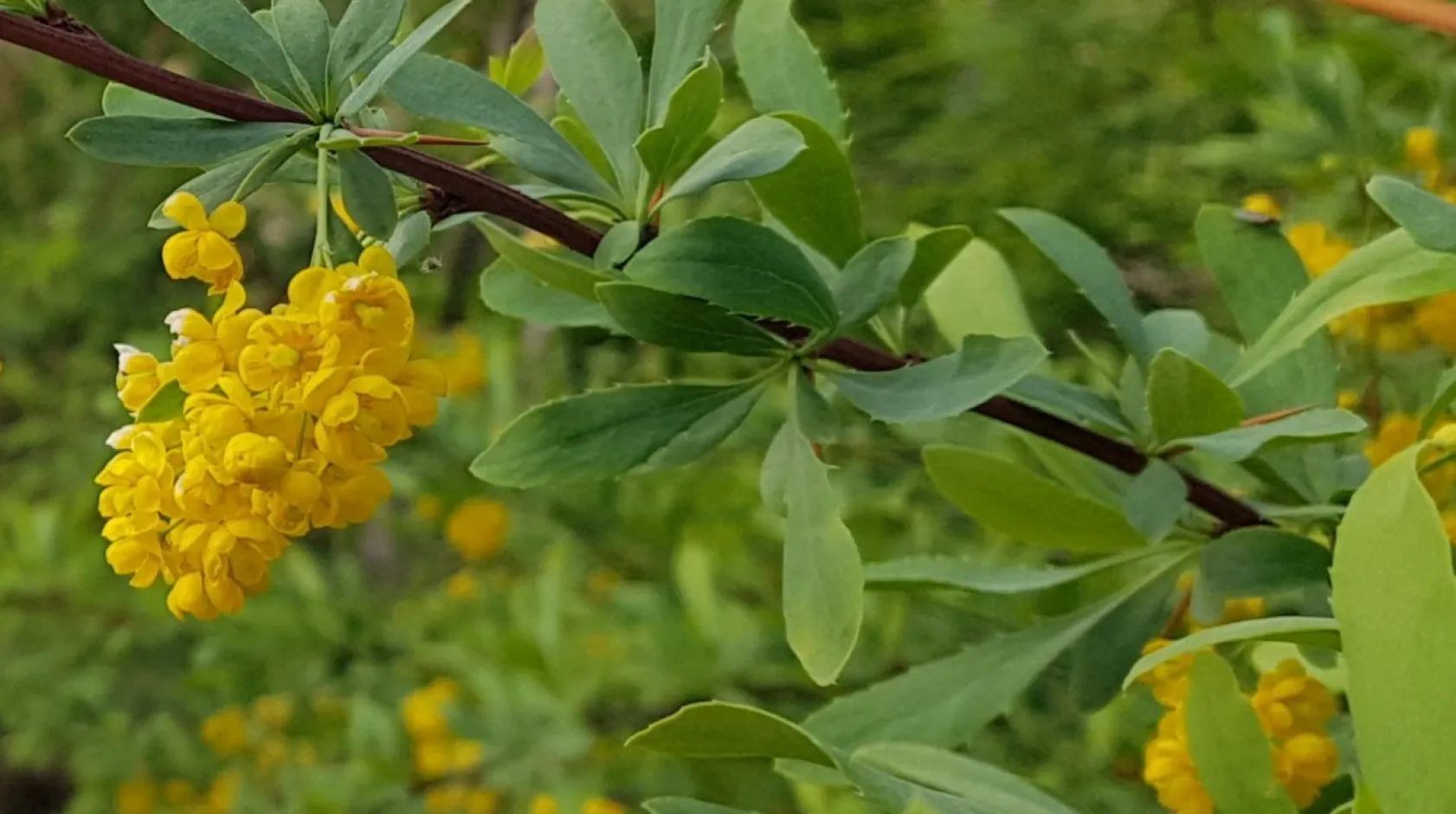 Koramaz Vadisi'nin doğal güzellikleri