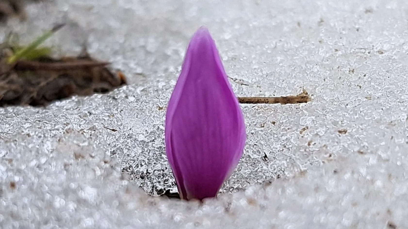 Erciyes'in kardelenleri