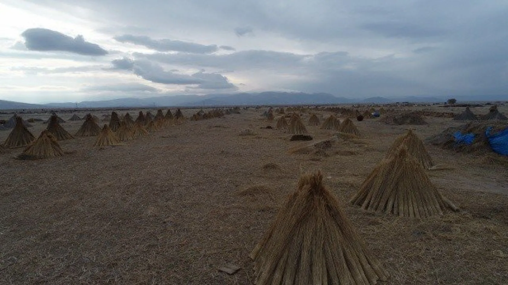Sultan Sazlığı'ndaki Kamış Hasadına Kuraklık Darbesi