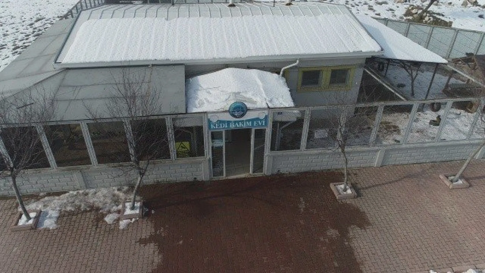 Sokak kedilerine 5 yıldızlı otel konforunda bakım