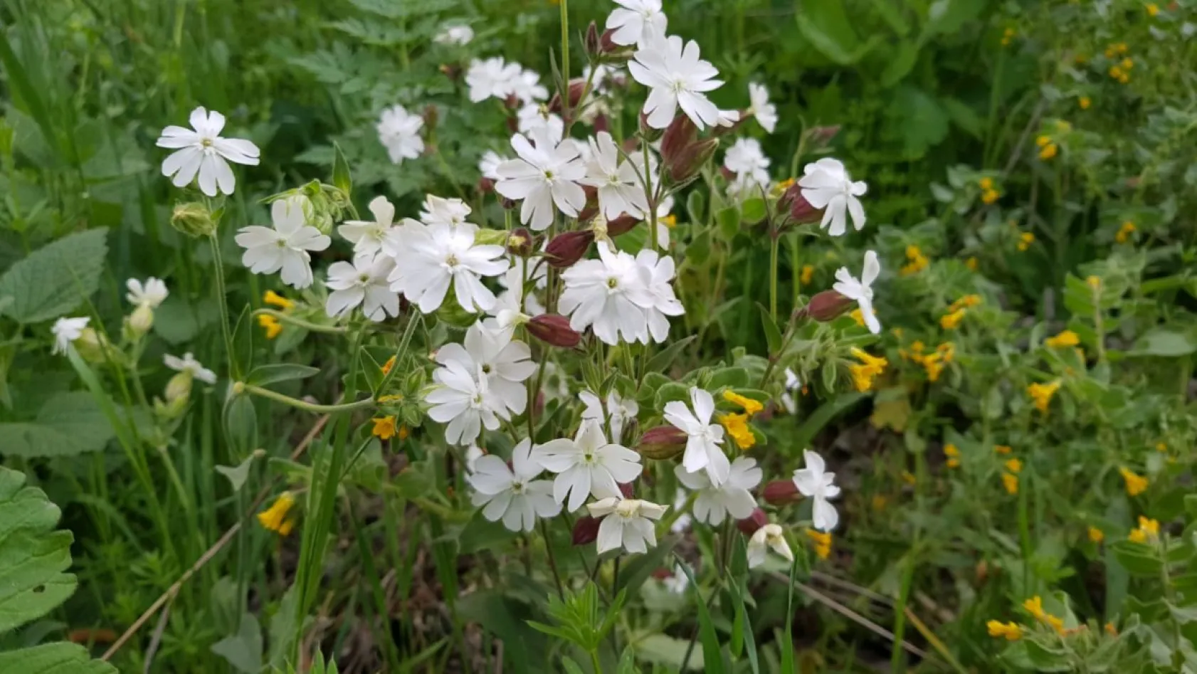 Koramaz Vadisi'nin doğal güzellikleri