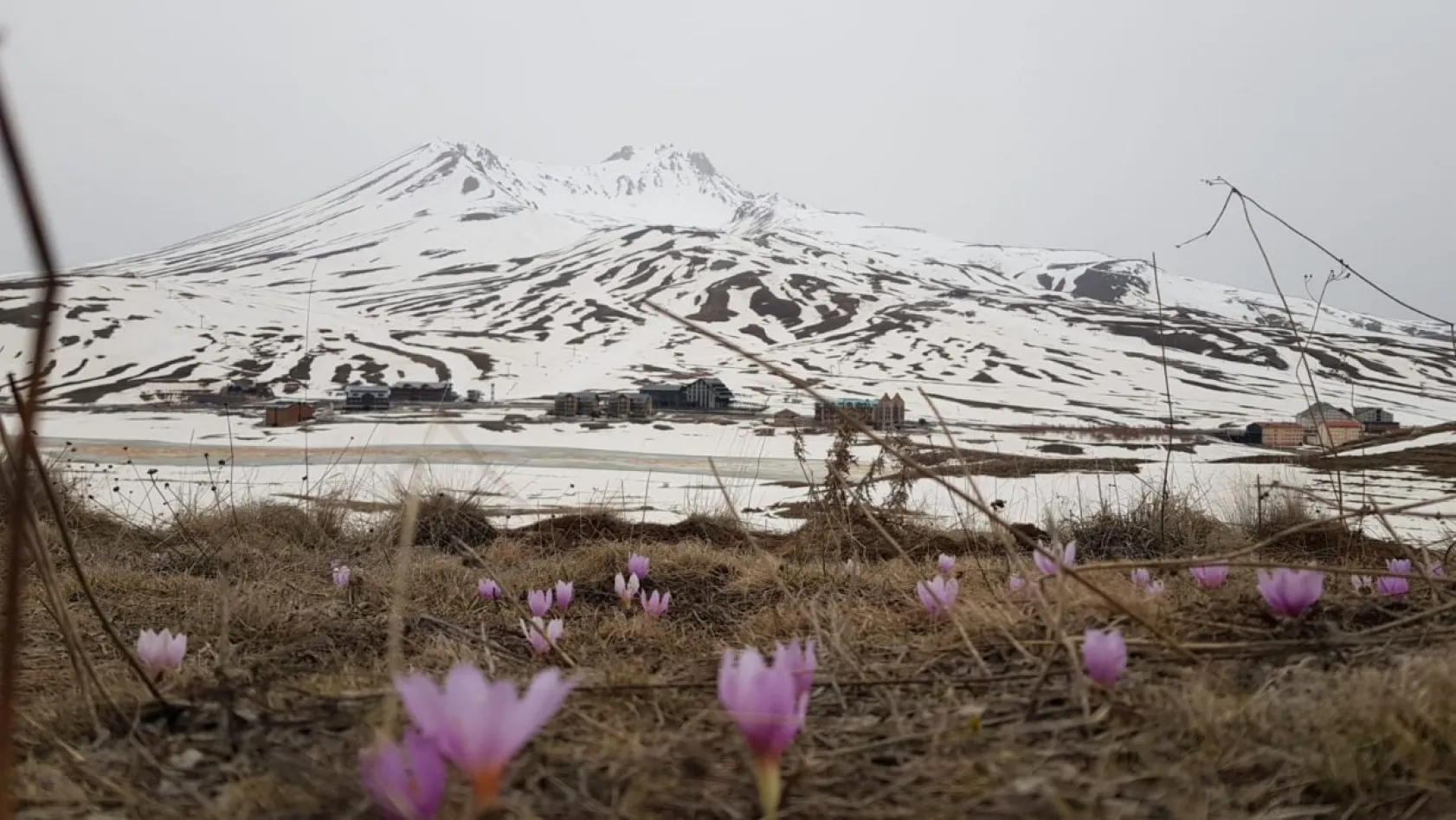 Erciyes'in kardelenleri