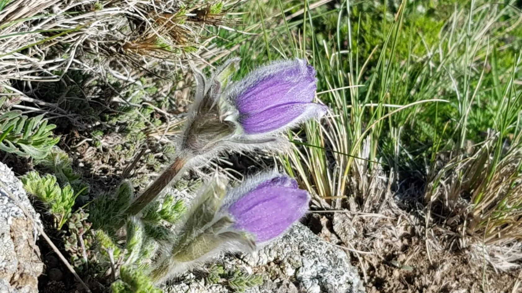 'Erciyes, her halinle güzelsin'
