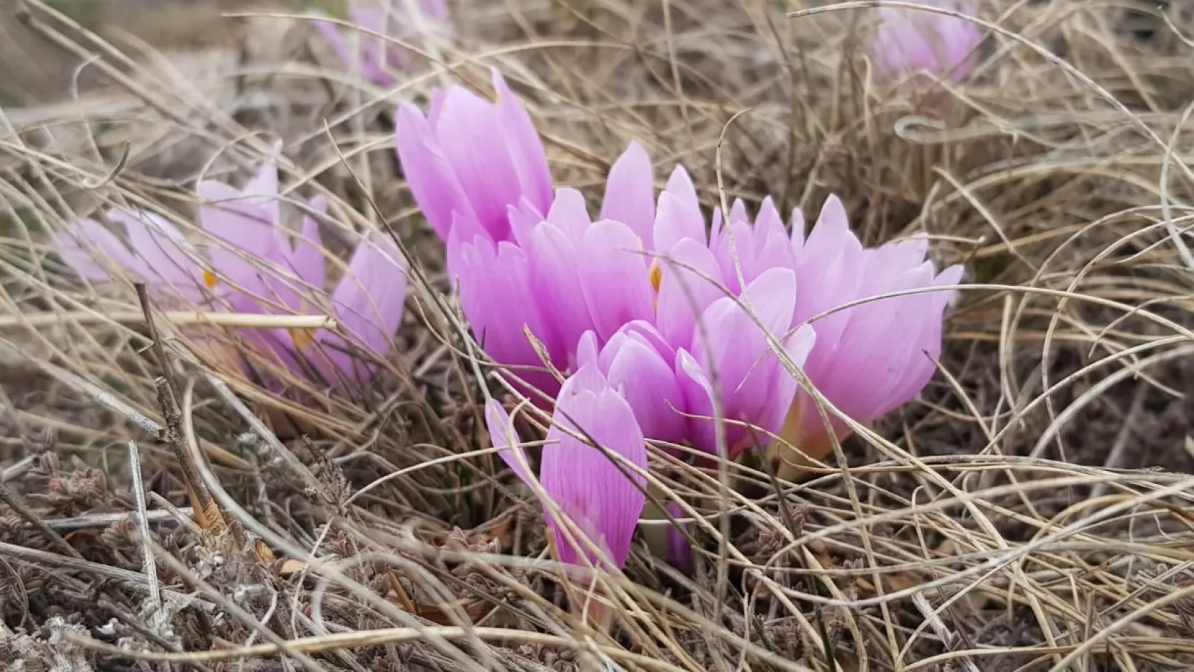 Erciyes'in kardelenleri