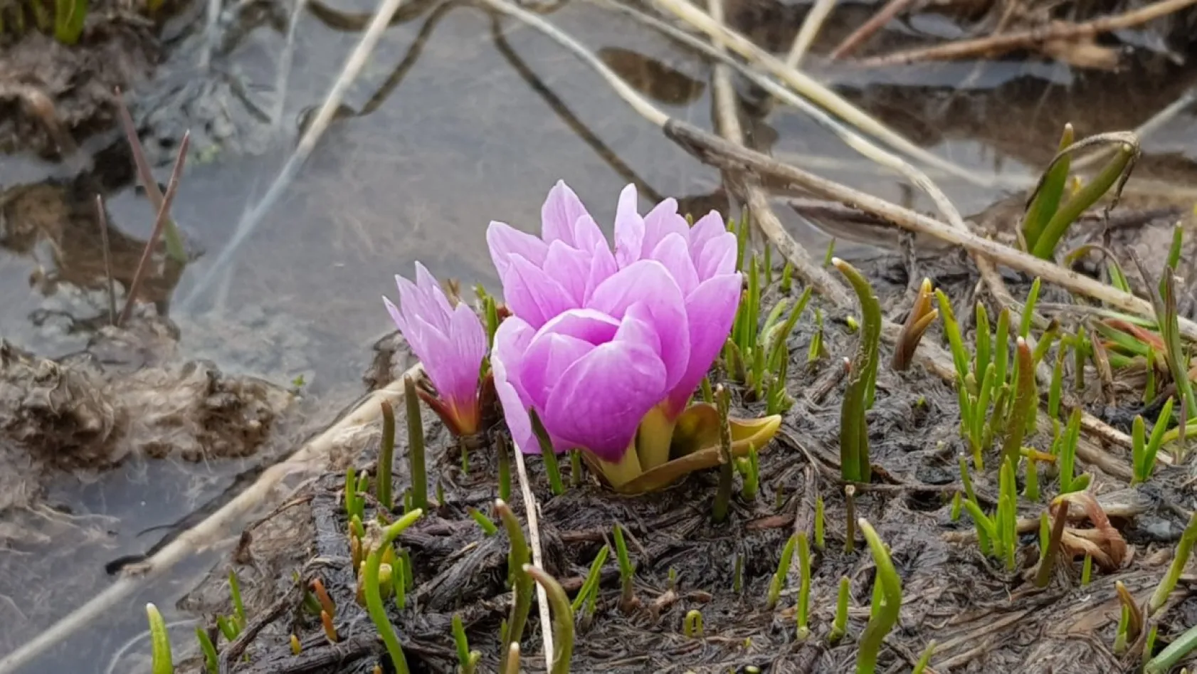 Erciyes'in kardelenleri