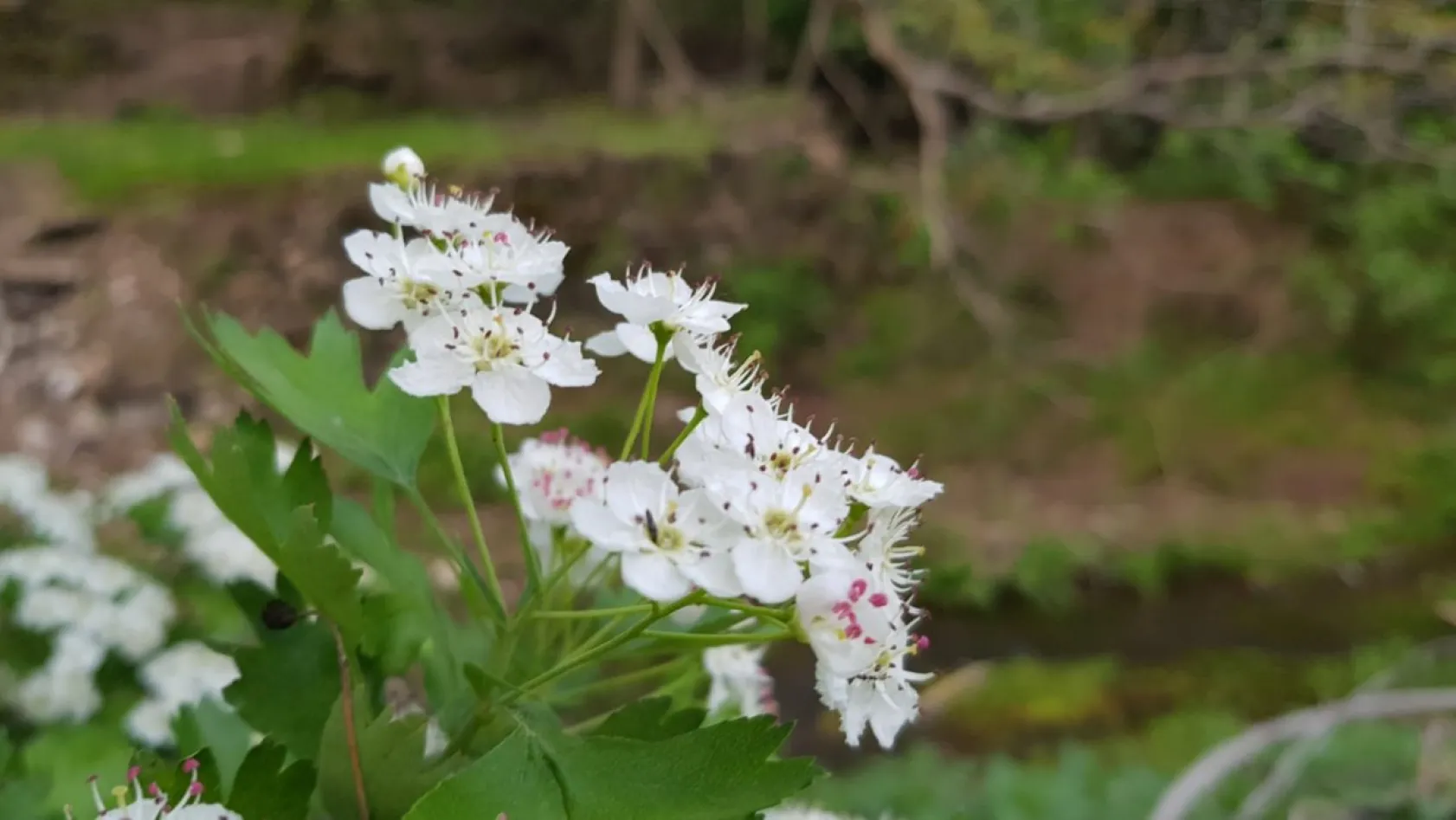 Koramaz Vadisi'nin doğal güzellikleri
