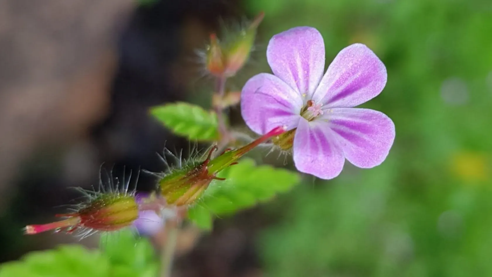 Koramaz Vadisi'nin doğal güzellikleri