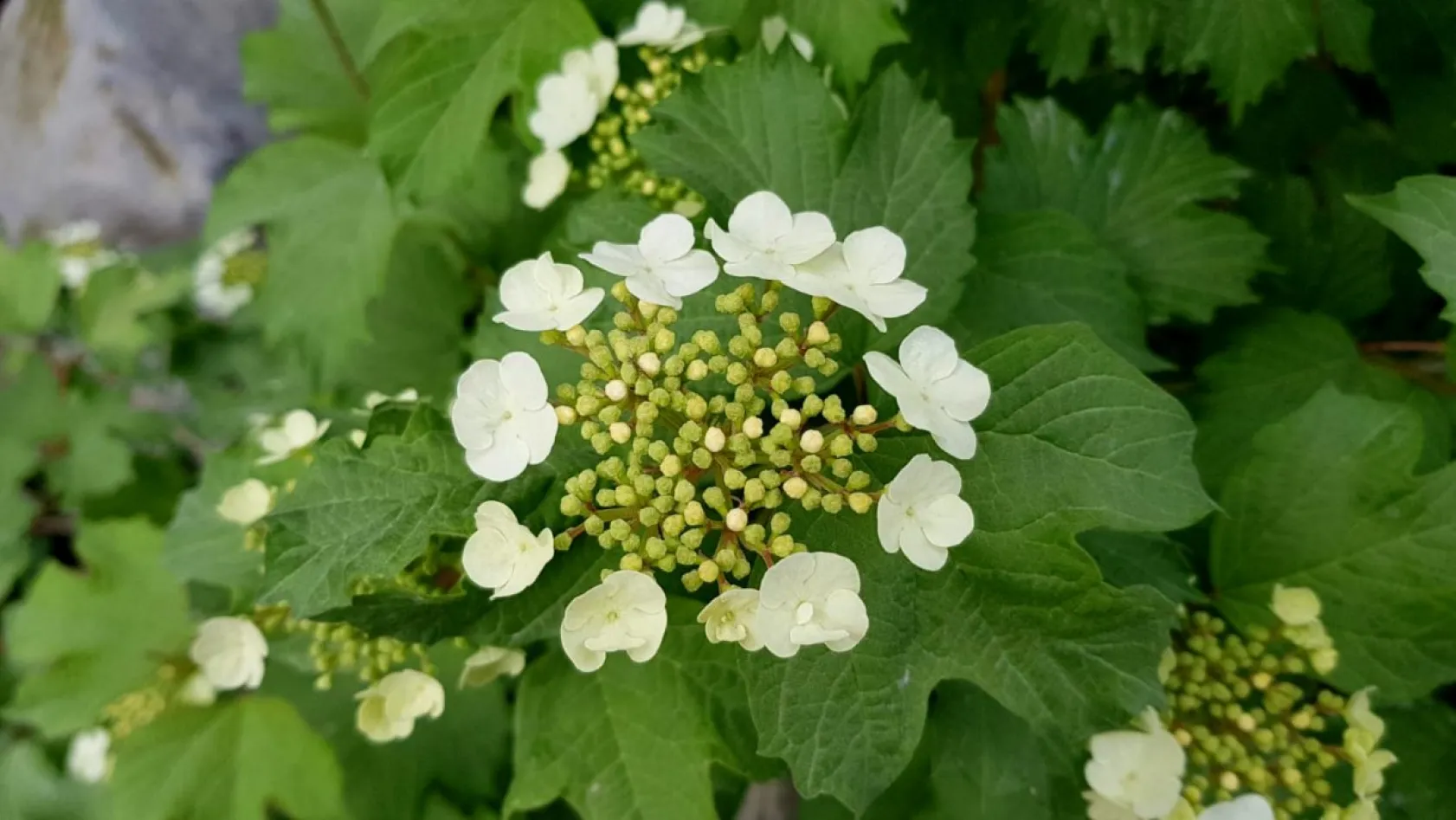 Koramaz Vadisi'nin doğal güzellikleri