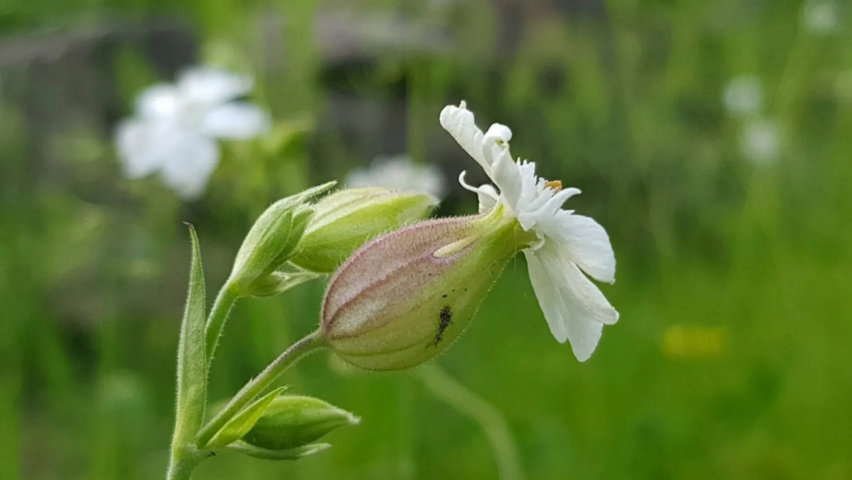 Koramaz Vadisi'nin doğal güzellikleri