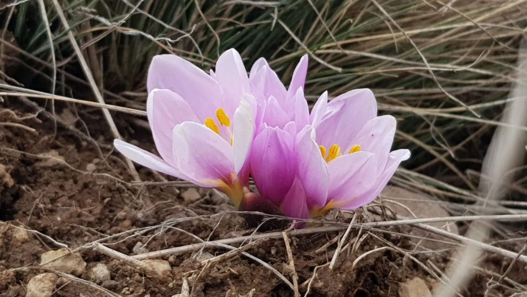 Erciyes'in kardelenleri