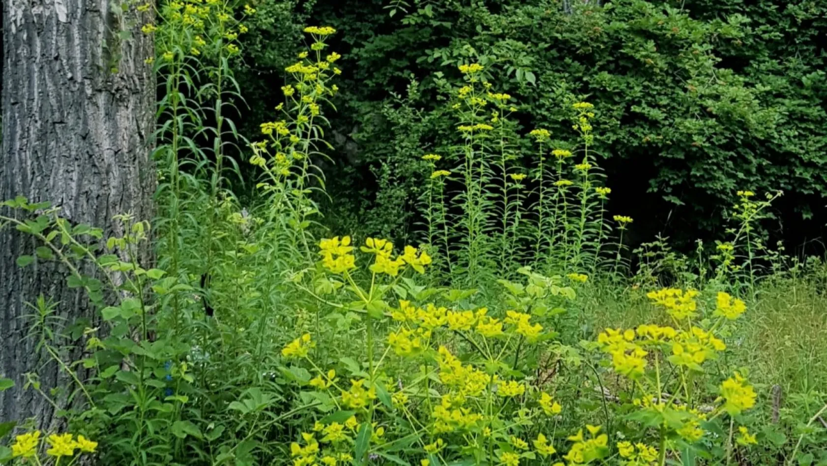 Koramaz Vadisi'nin doğal güzellikleri