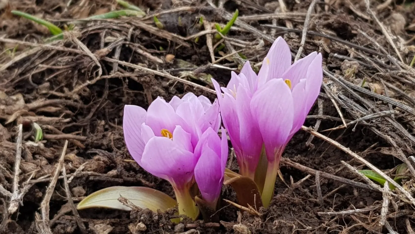 Erciyes'in kardelenleri