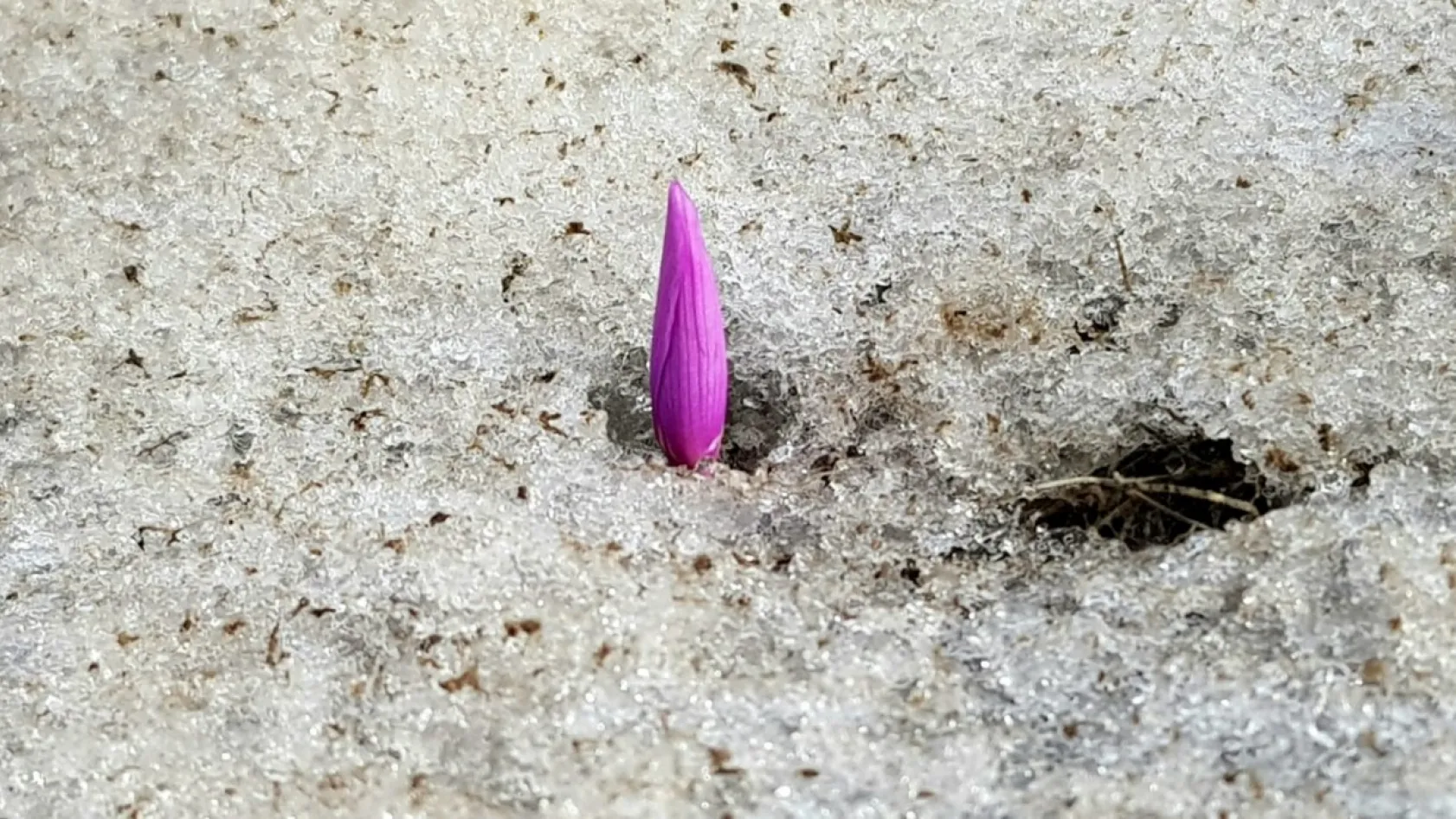 Erciyes'in kardelenleri