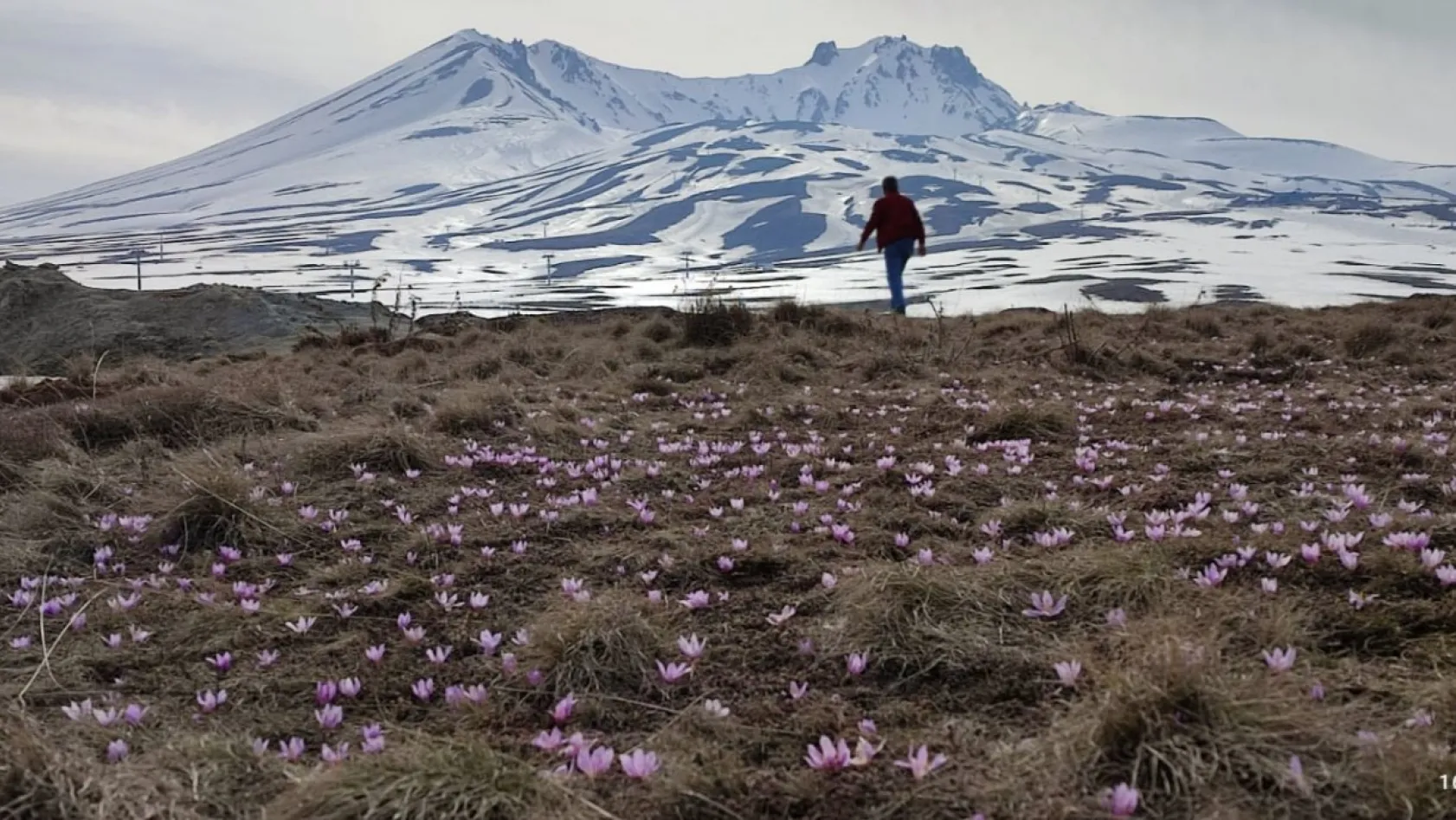 Erciyes'in kardelenleri