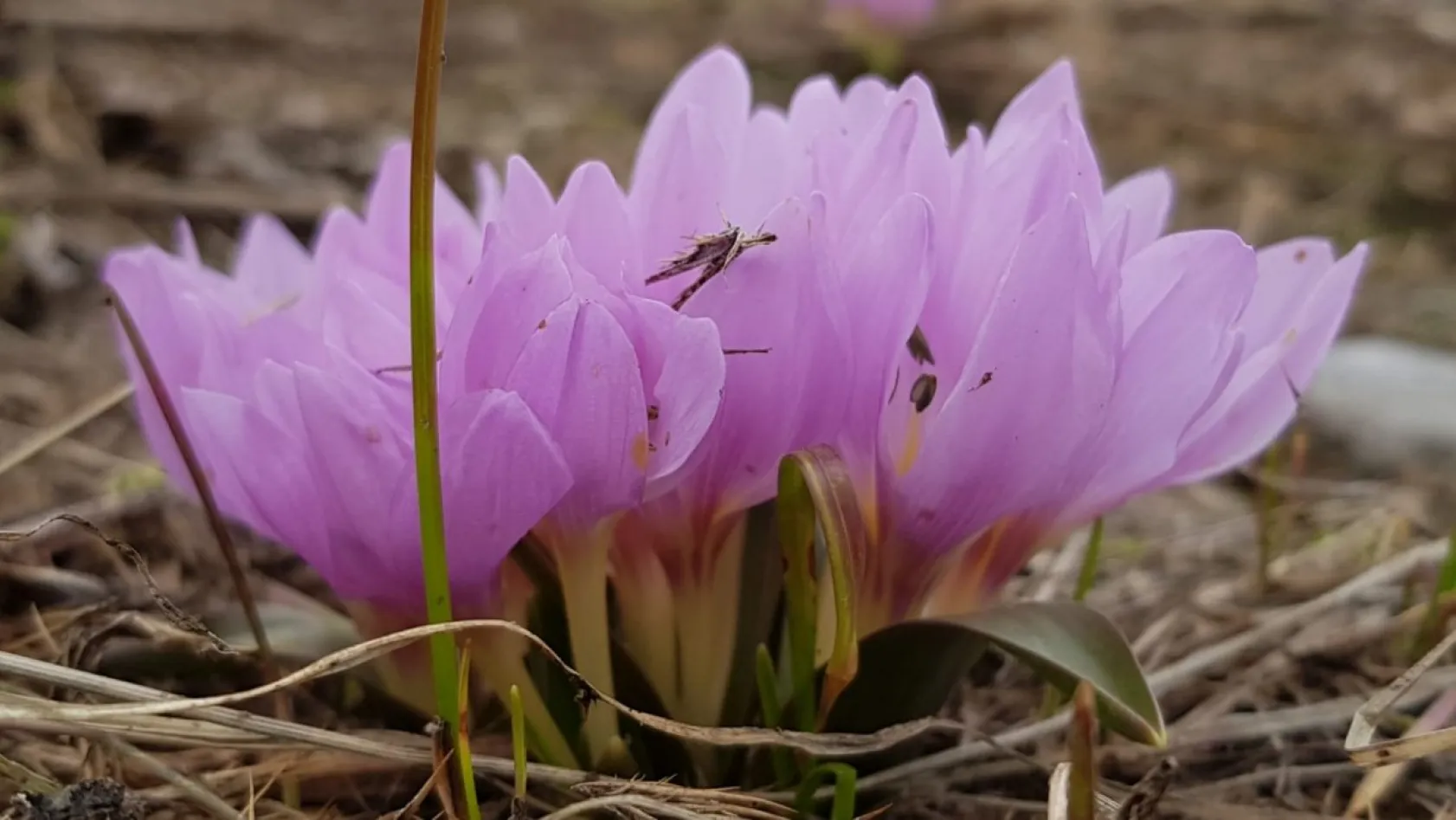 Erciyes'in kardelenleri