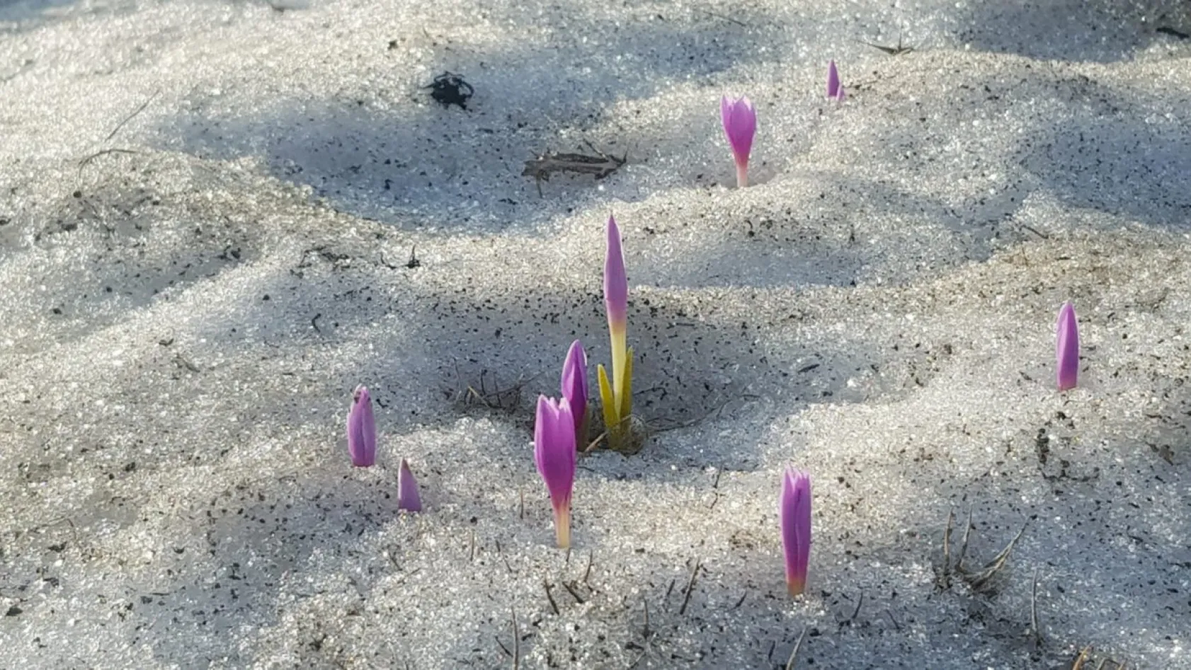 'Erciyes, her halinle güzelsin'