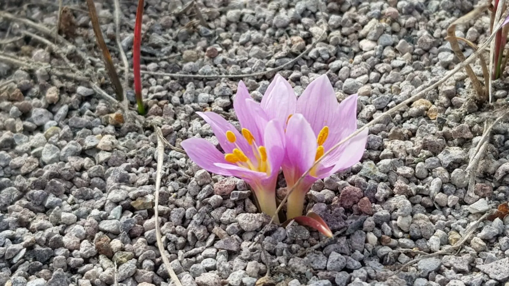 Erciyes'in kardelenleri