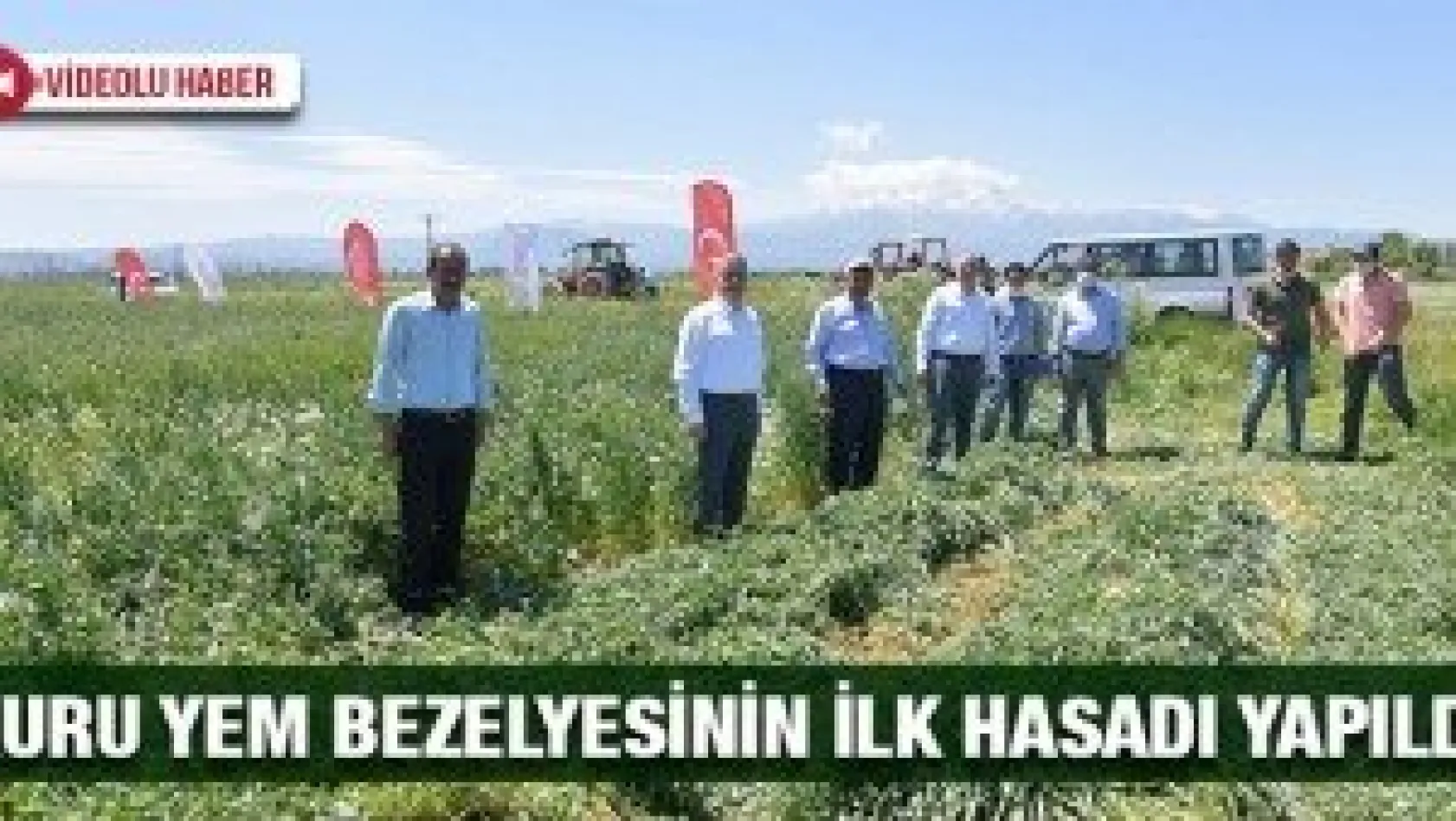 Kuru Yem Bezelyesinin İlk Hasadı Başarı İle Yapıldı