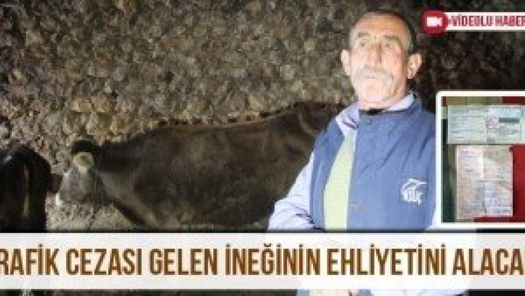 Trafik cezası gelen ineğinin ehliyetini alacak