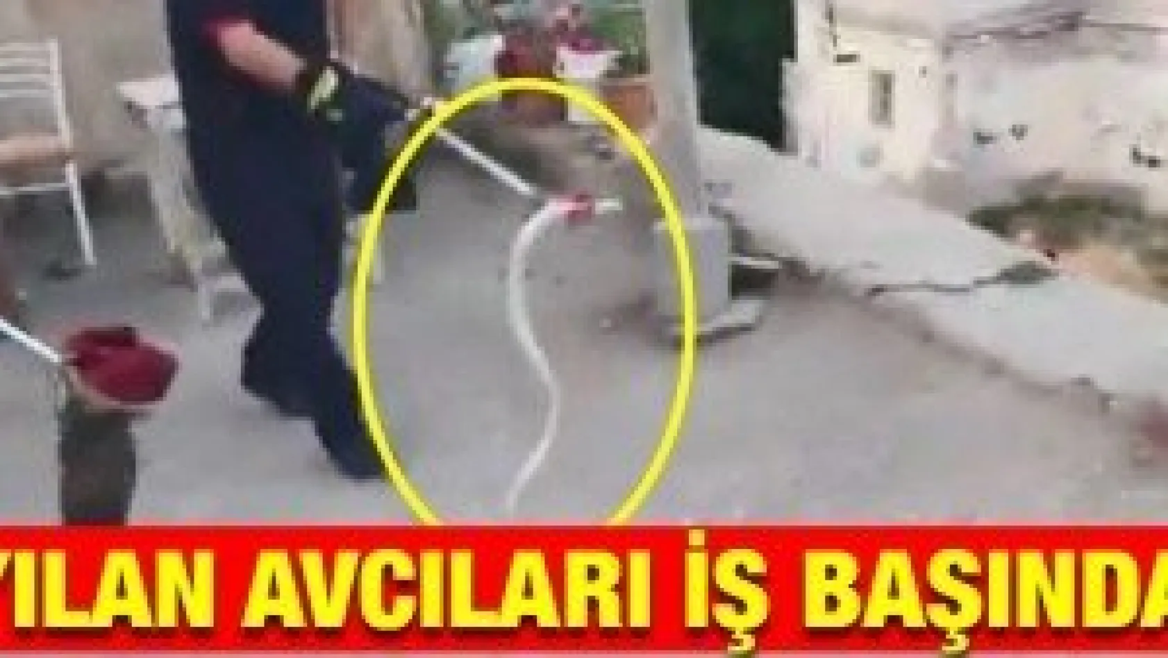 Yılan avcıları iş başında