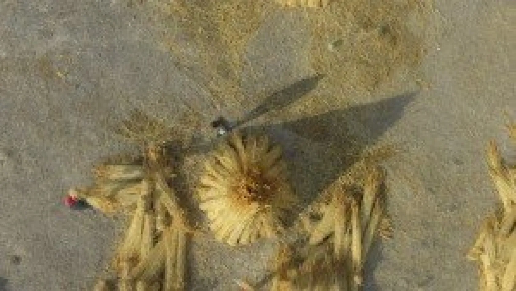 Sultan Sazlığında kamış hasadı başladı