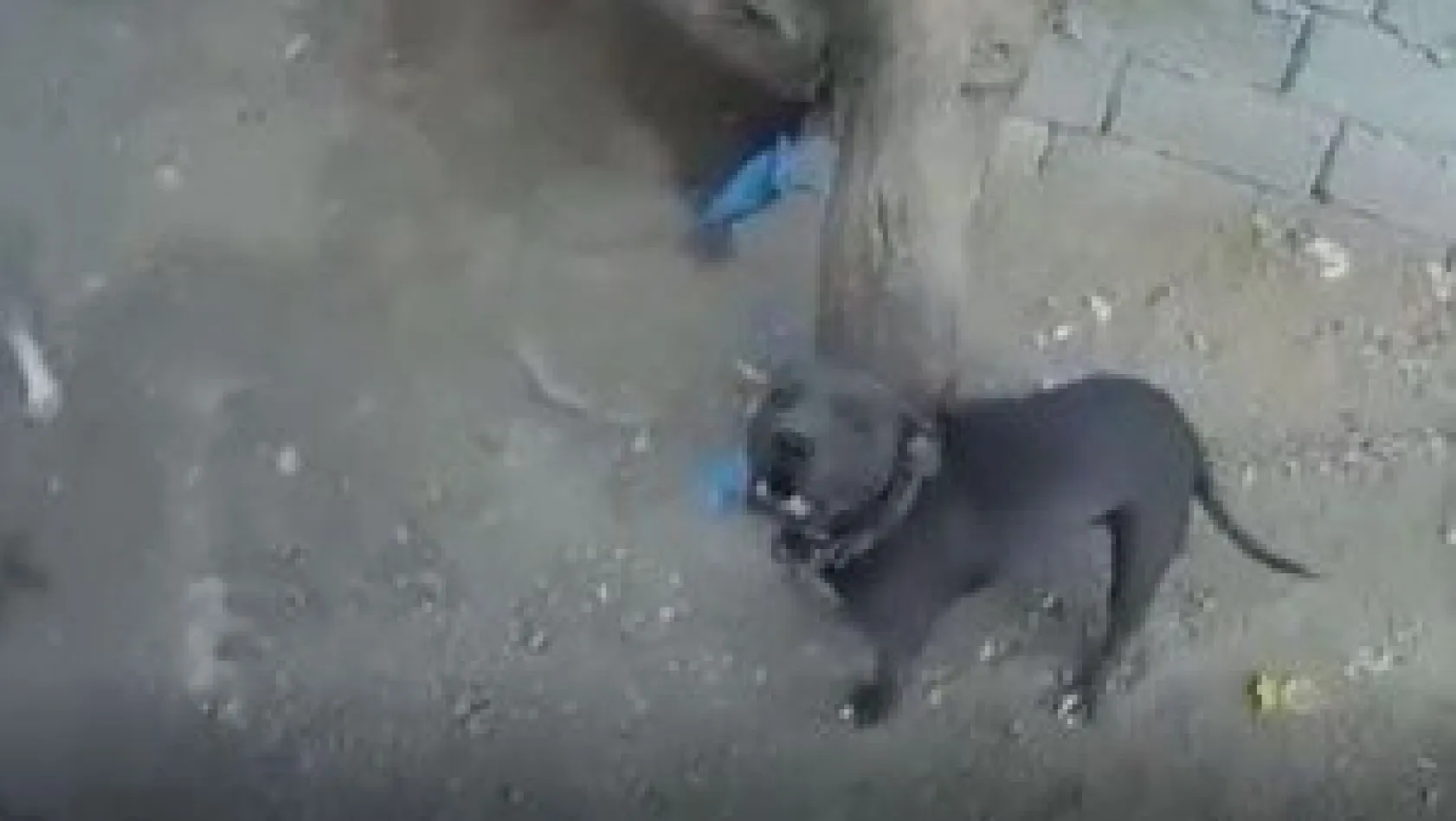 Bu cins köpekleri besleyenler bu haberimiz size