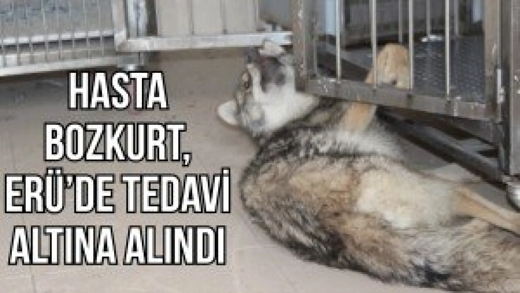 Hasta bozkurt, ERÜ'de tedavi altına alındı