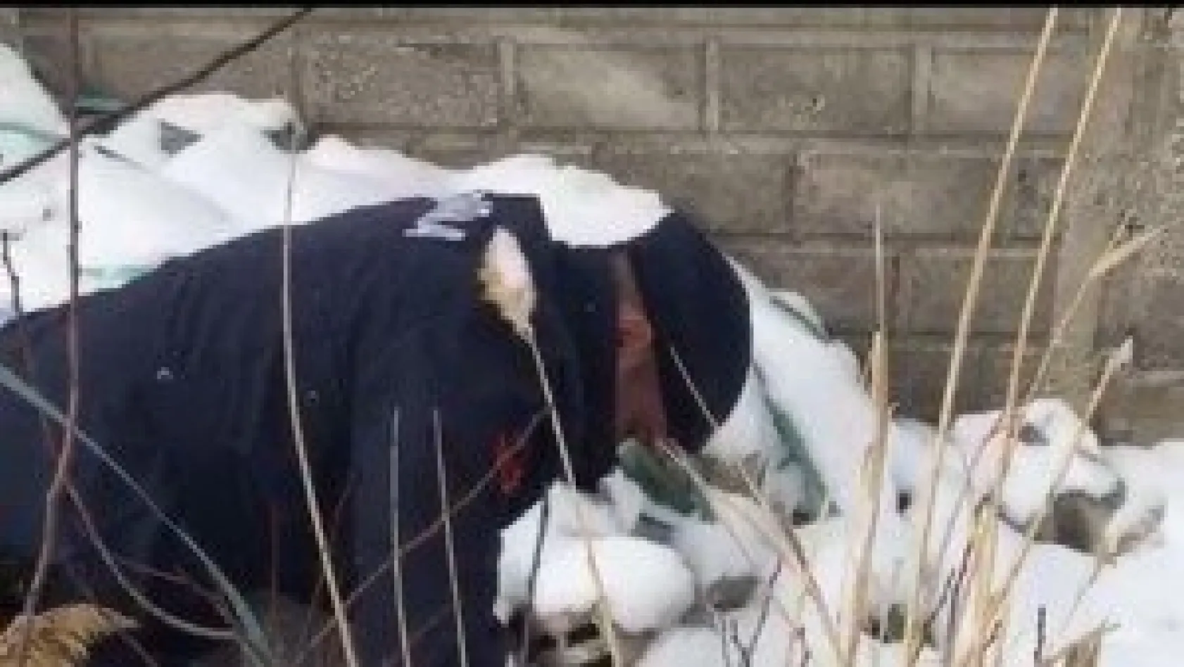 Yavru köpeğin başı bidona sıkıştı