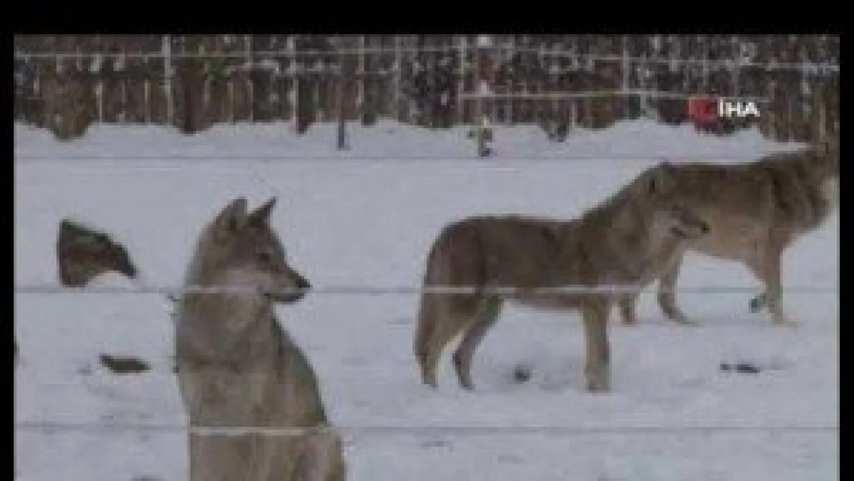 Barınaklar Kış Şartlarına Uygun Hale Getirildi