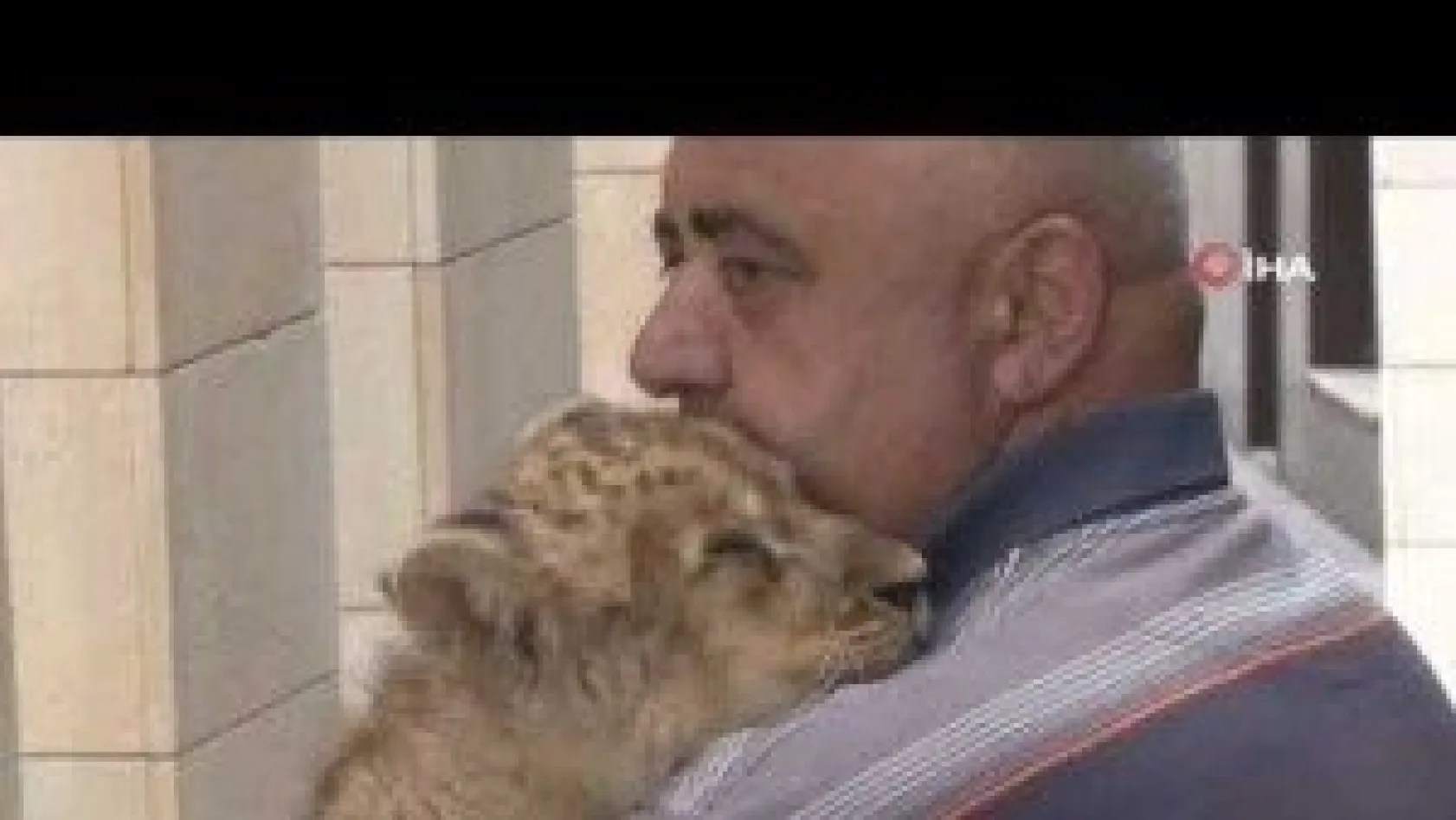 Boz ayıların buzlu meyve kokteyli keyfi