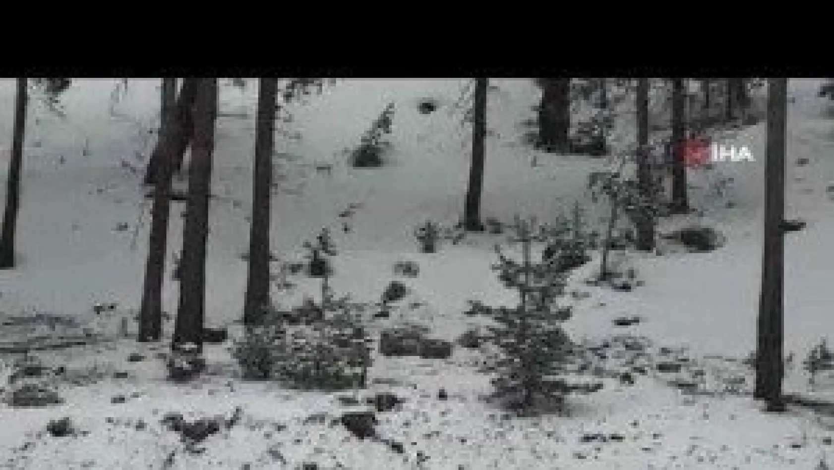 Gördüğü Vaşağı 'Pisipisi' Diye Çağırdı