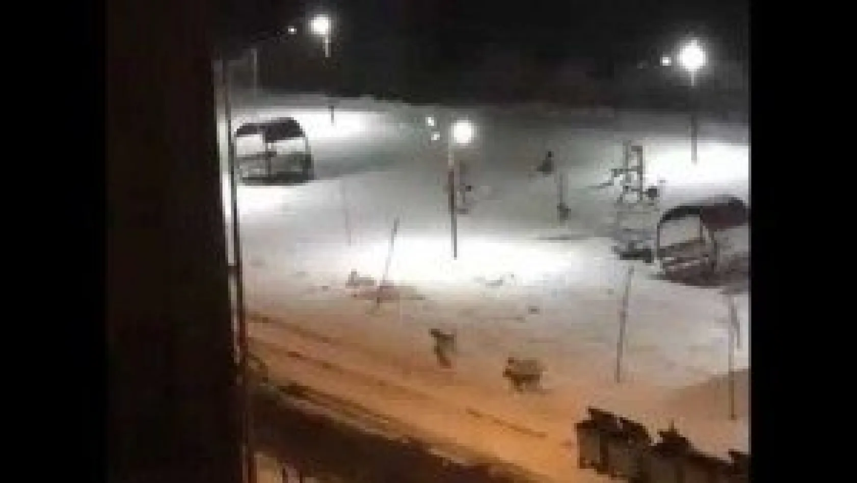 HACILAR'DA SOKAKLAR KÖPEKLERİN