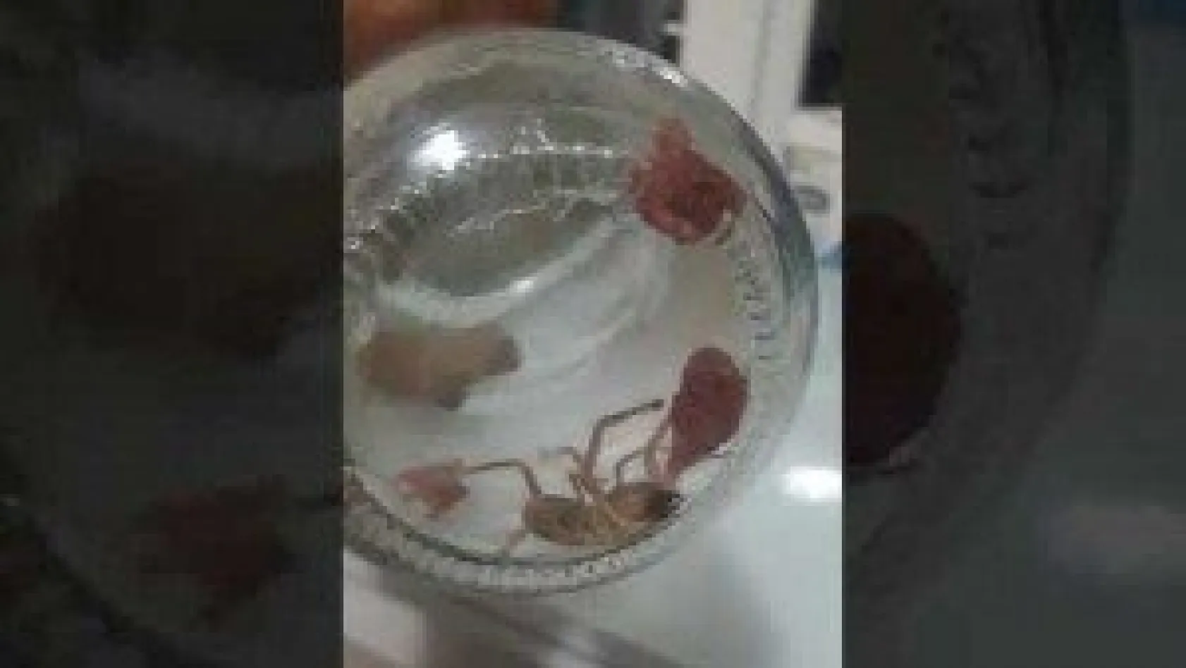 Kayseri'de Sarı Ömer örümceği