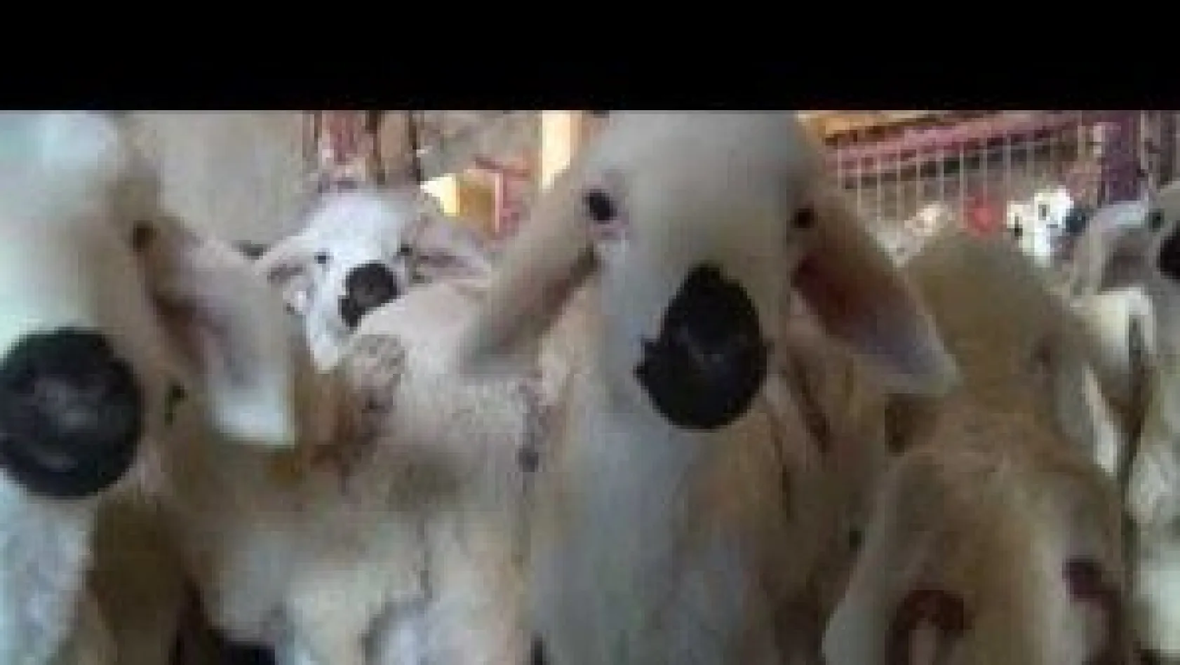 Kuzuların Annelerine Kavuşma Heyecanı