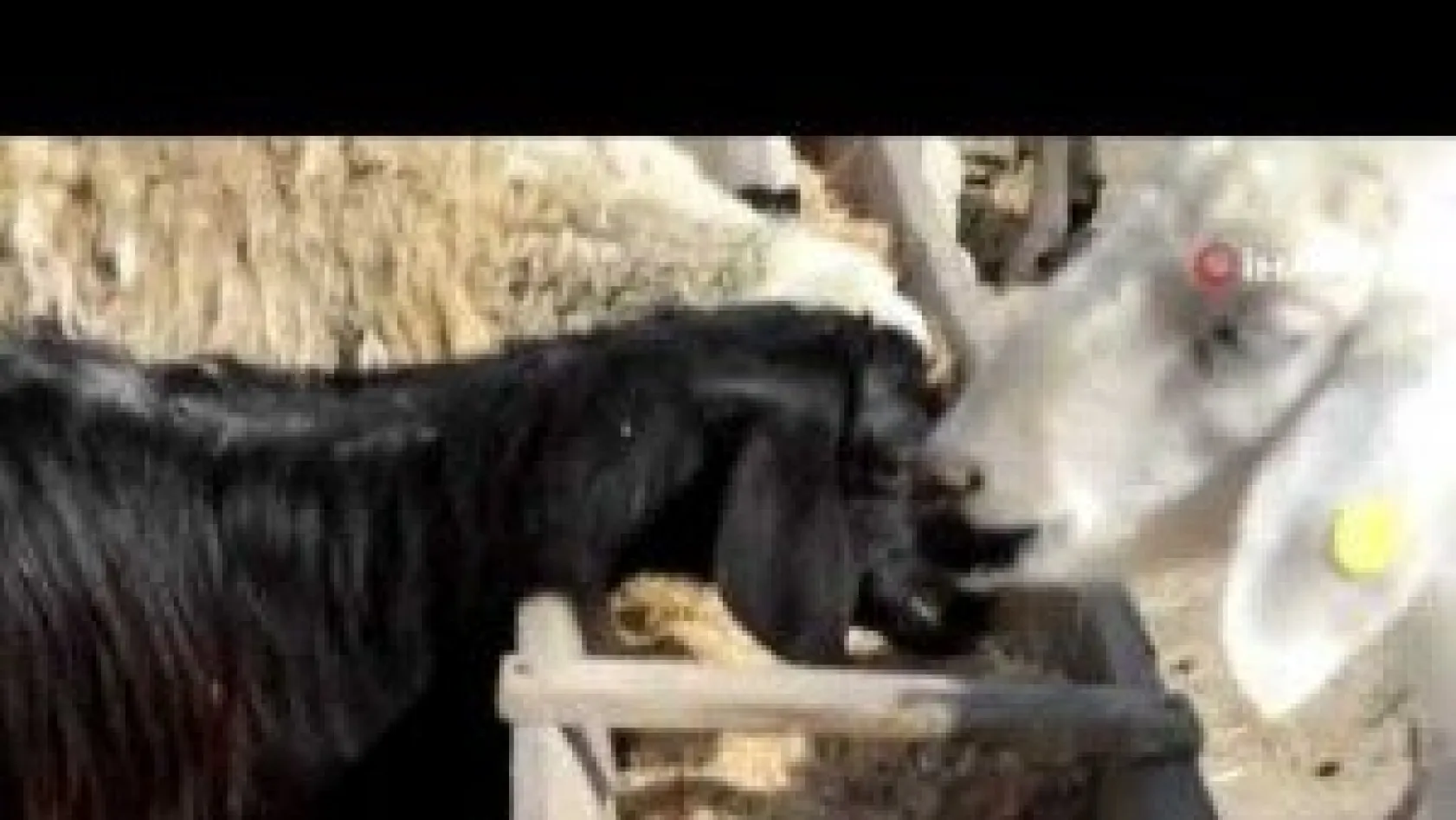 Ön Ayakları Felç Olan Keçi Görenleri Şaşırtıyor