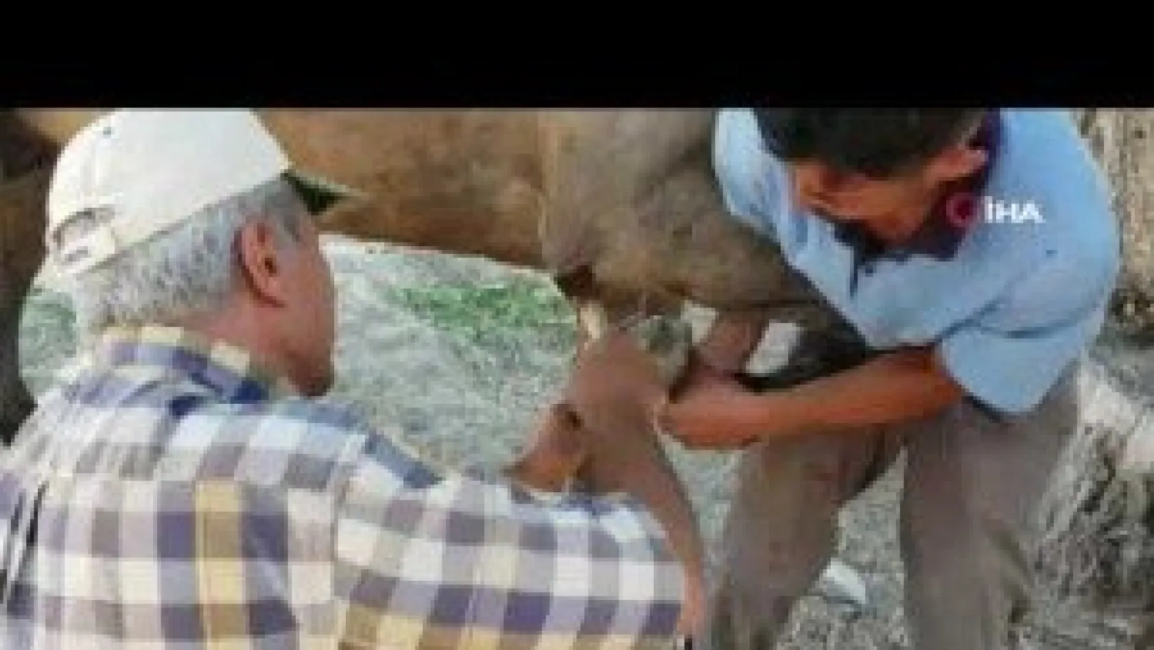 Teknolojiye yenilen meslek nalbantlık