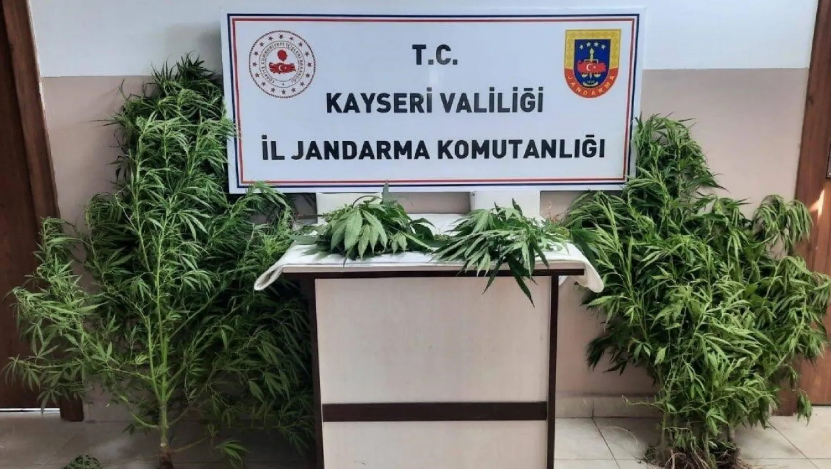 Pınarbaşı'nda hint keneviri operasyonu