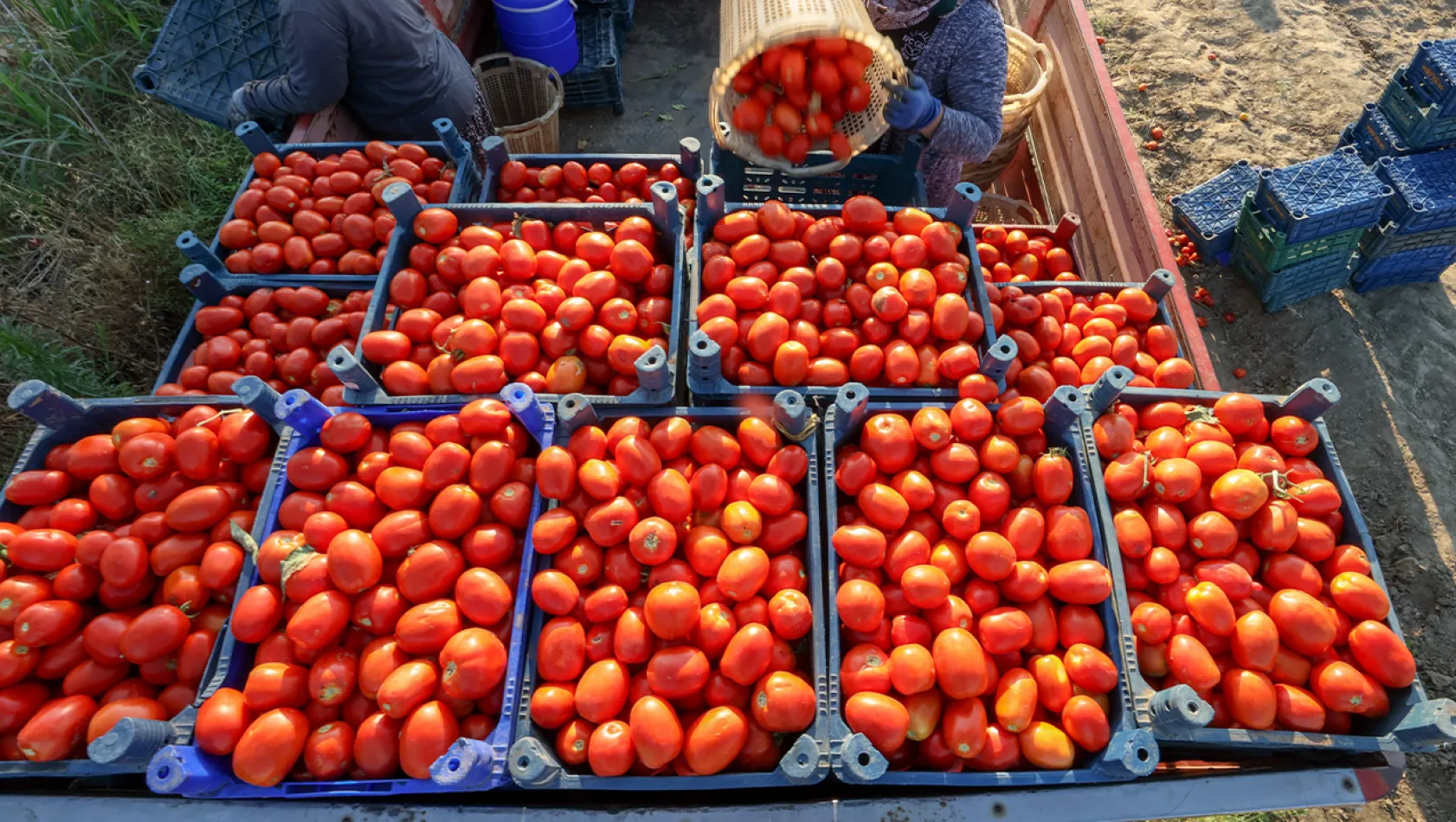 Salçalık domates 8 lira civarında