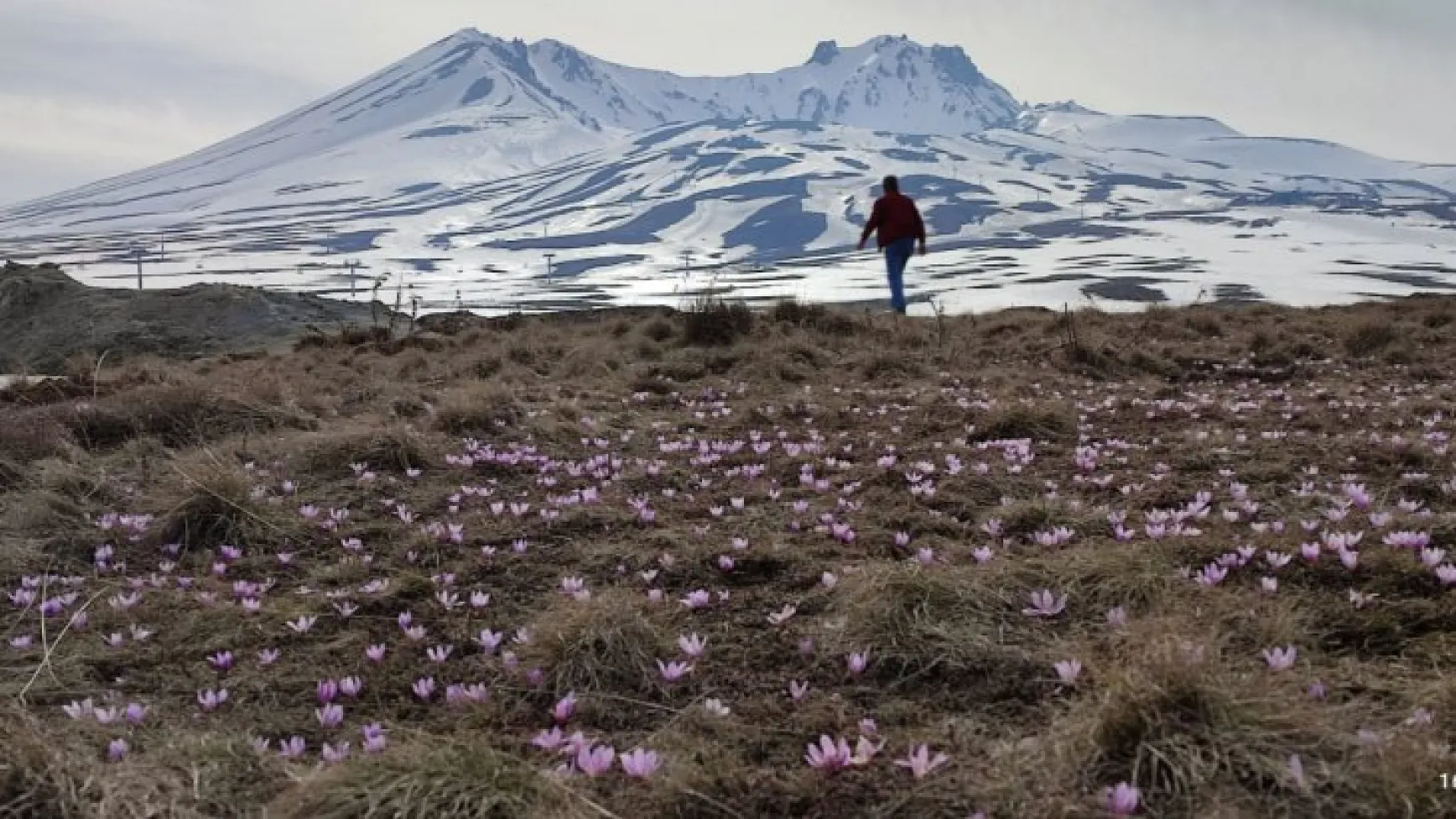 Erciyes'in kardelenleri